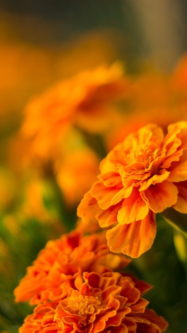 Với hình ảnh đầy màu sắc và hương thơm tuyệt vời, hoa cam sẽ chinh phục trái tim của bạn bất cứ lúc nào. Những đoá hoa này rực rỡ và rất đẹp, sẽ trở thành nguồn cảm hứng lý tưởng cho những người yêu thích thiên nhiên và hoa lá.