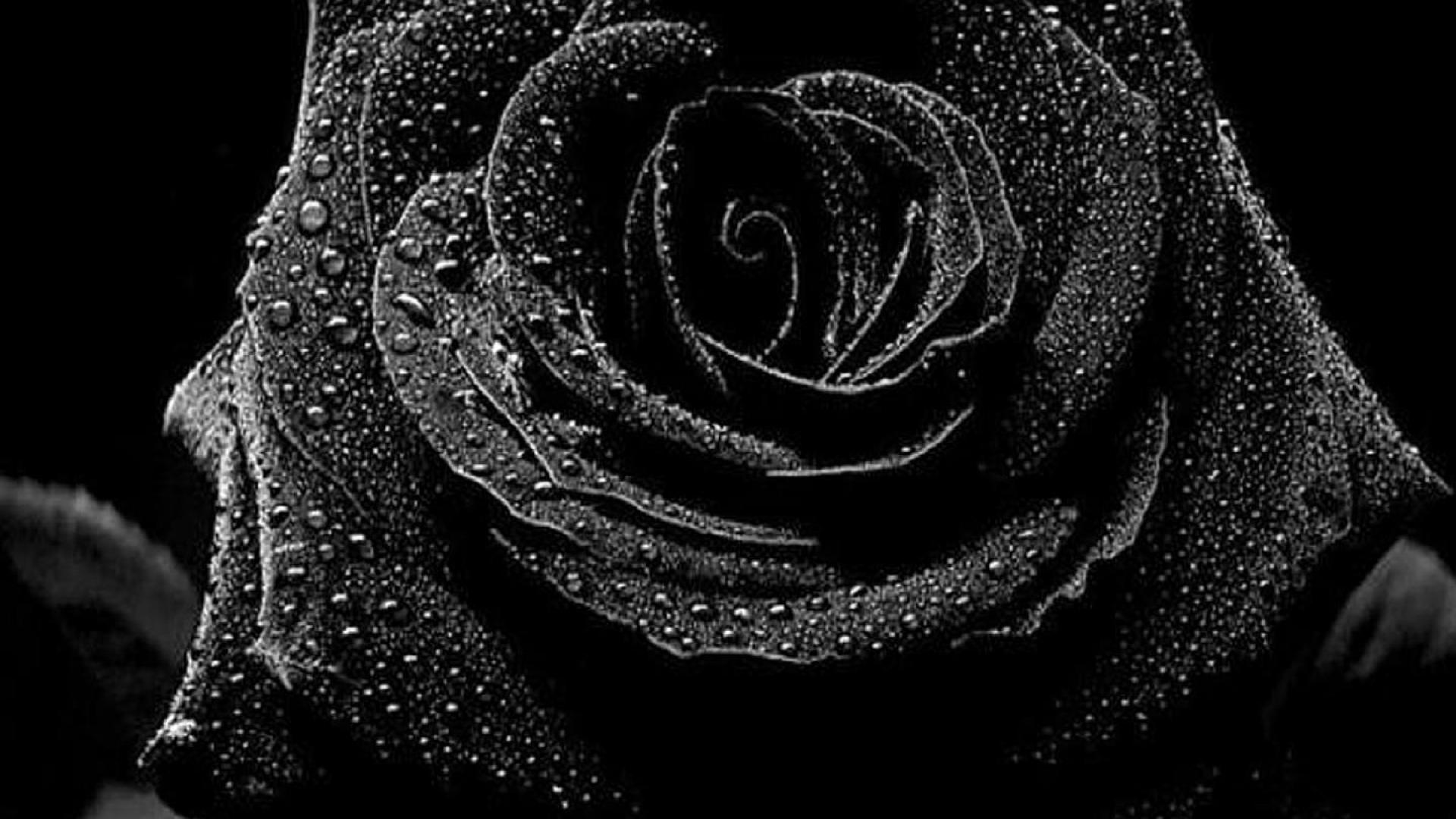 Black Rose HD Wallpapers on WallpaperDog