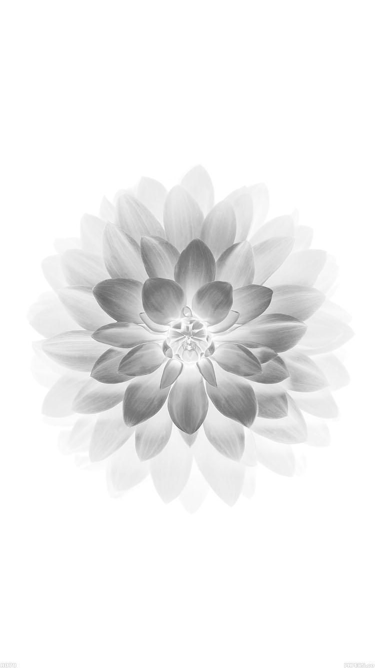 White Flower iPhone Wallpapers on WallpaperDog