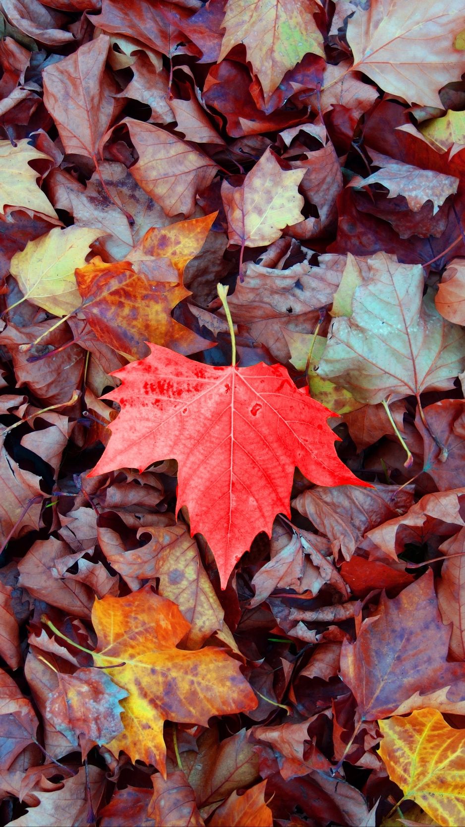 Fall Leaves iPhone Wallpapers on WallpaperDog