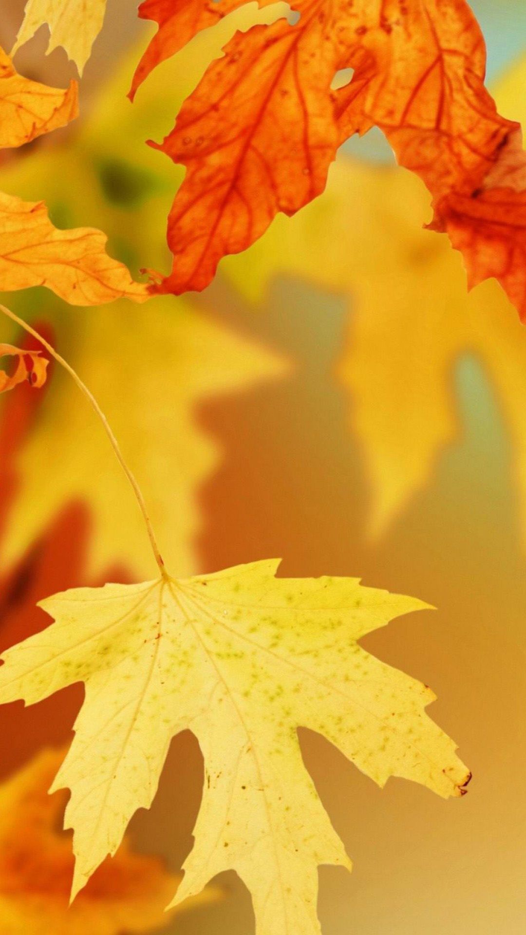 Fall Leaves iPhone Wallpapers on WallpaperDog