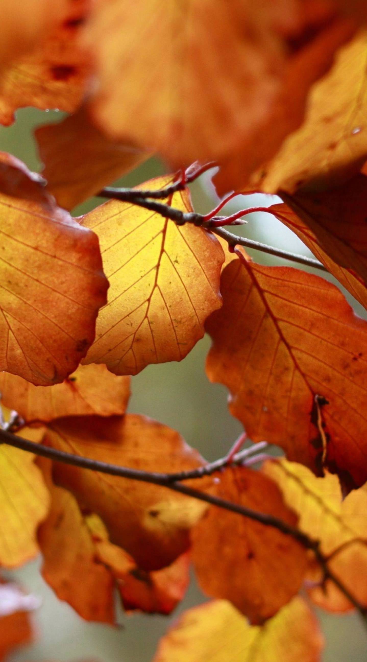 Fall Leaves iPhone Wallpapers on WallpaperDog