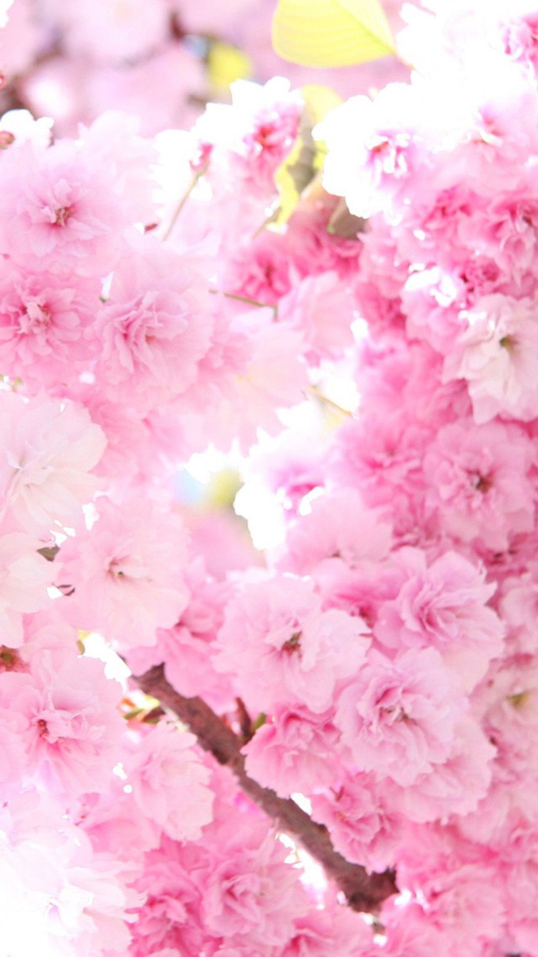 Pink Cherry Blossoms Flowers  Free stock photo on Pixabay  Pixabay