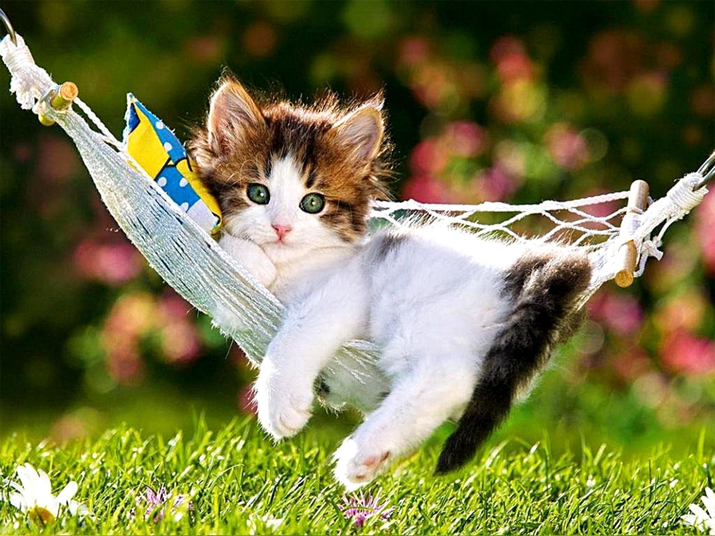 Cute Kitten Wallpaper 4K, Cute Cat, Girly backgrounds, 5K