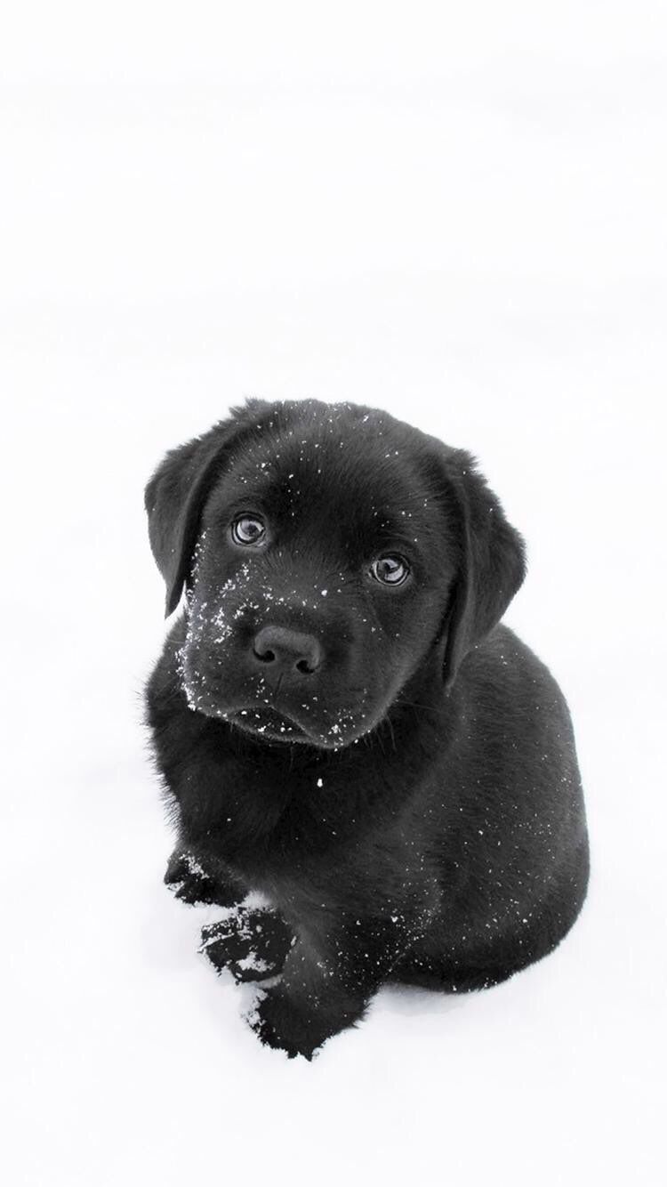 Cute Black Lab Puppies Wallpapers on WallpaperDog