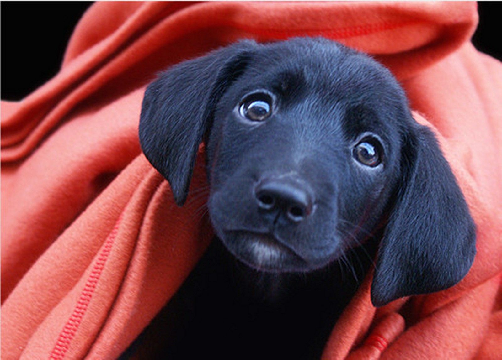 Cute Black Lab Puppies Wallpapers on WallpaperDog