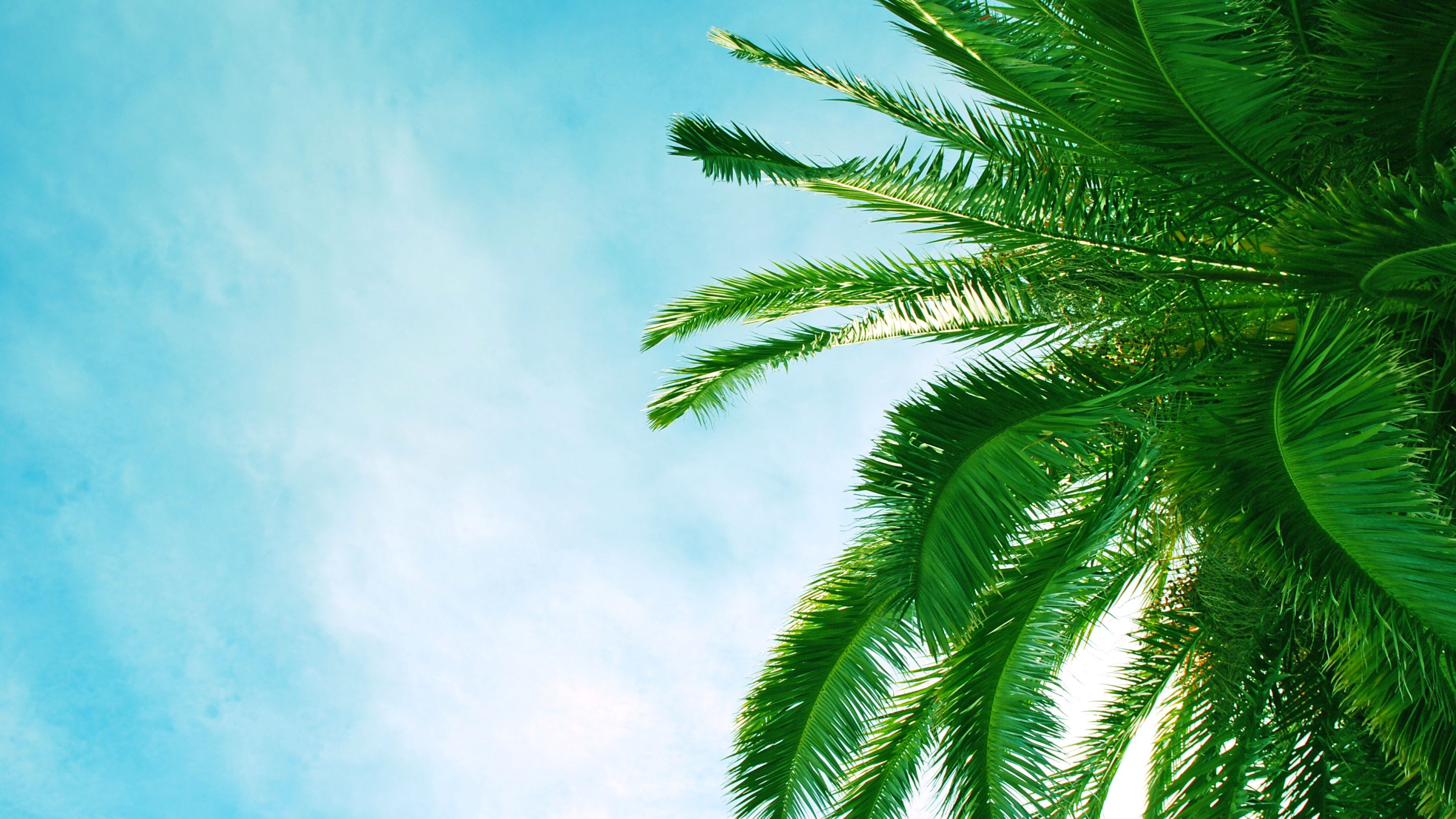 Palm Tree Leaves Wallpapers on WallpaperDog