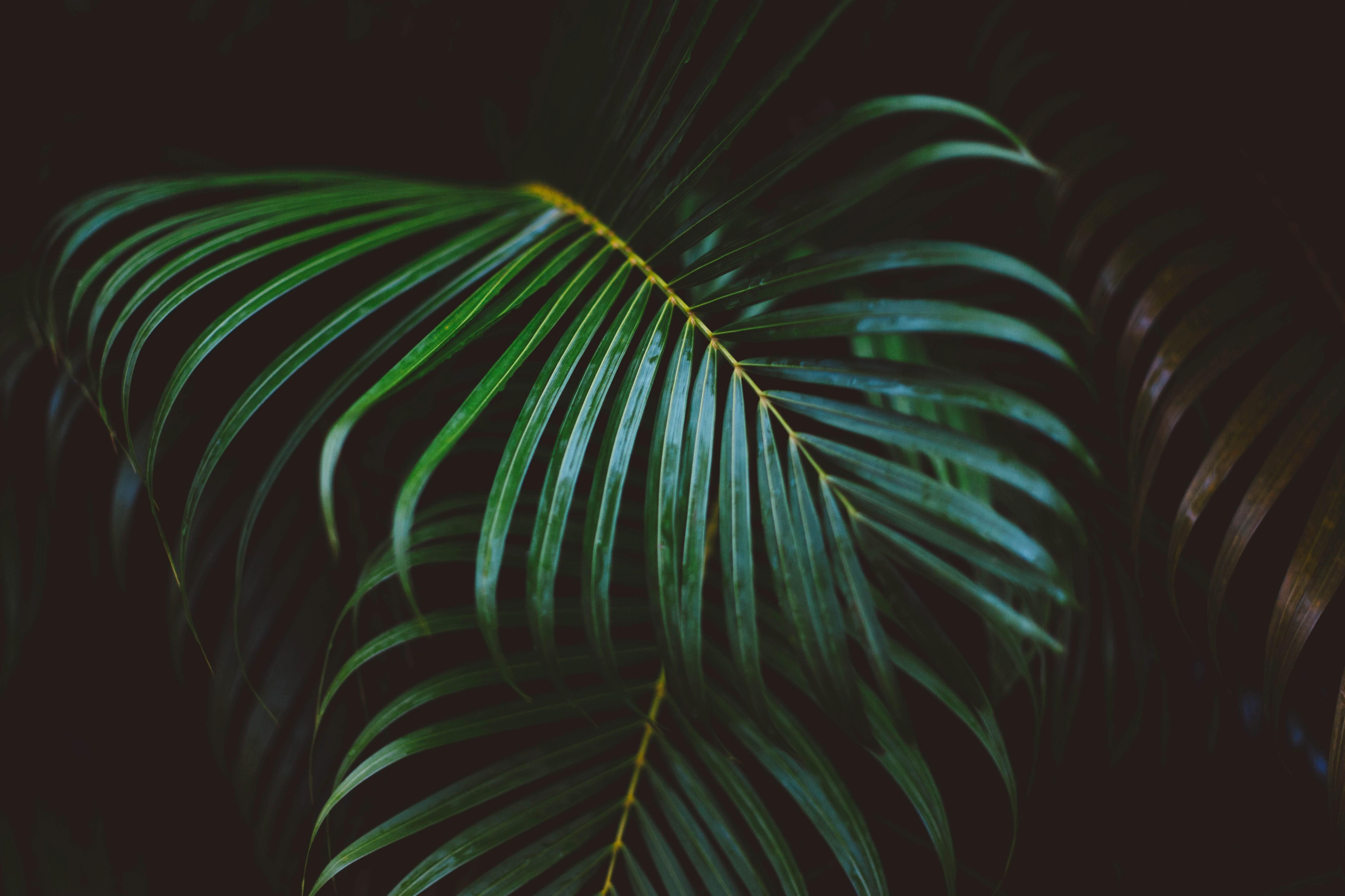 Palm Tree Leaves Wallpapers on WallpaperDog