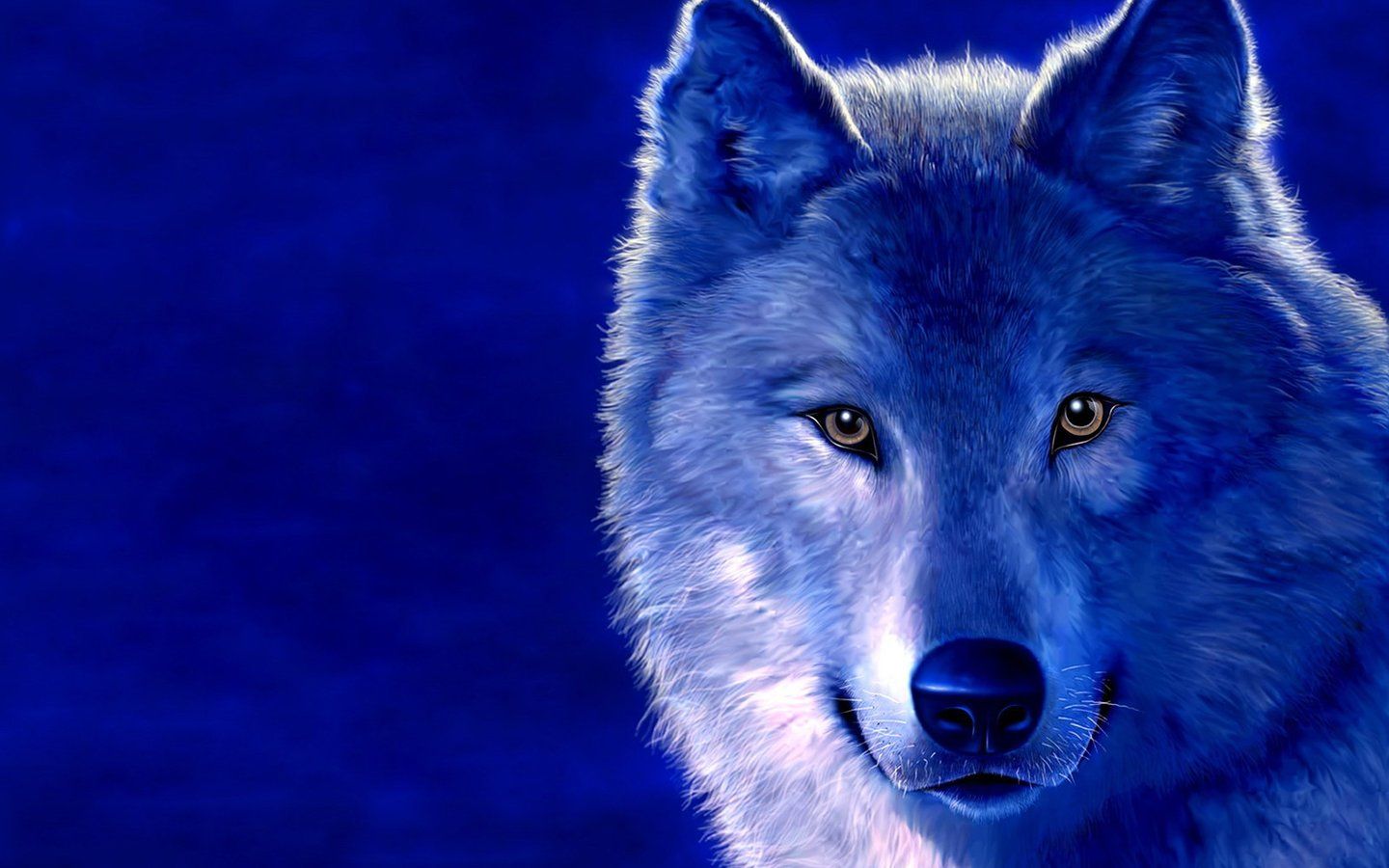HD blue wolf wallpapers  Peakpx