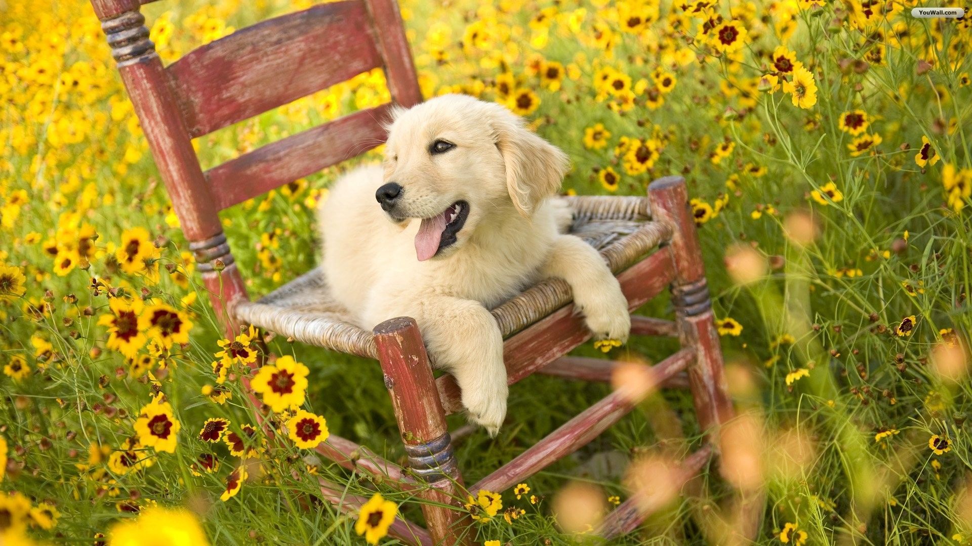 Flowers and Puppies Wallpapers on WallpaperDog