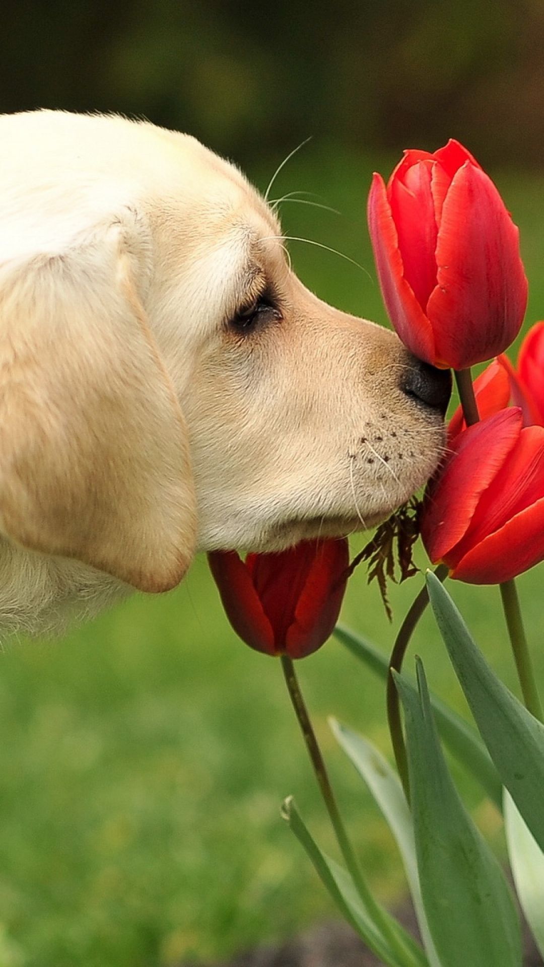 Flowers and Puppies Wallpapers on WallpaperDog