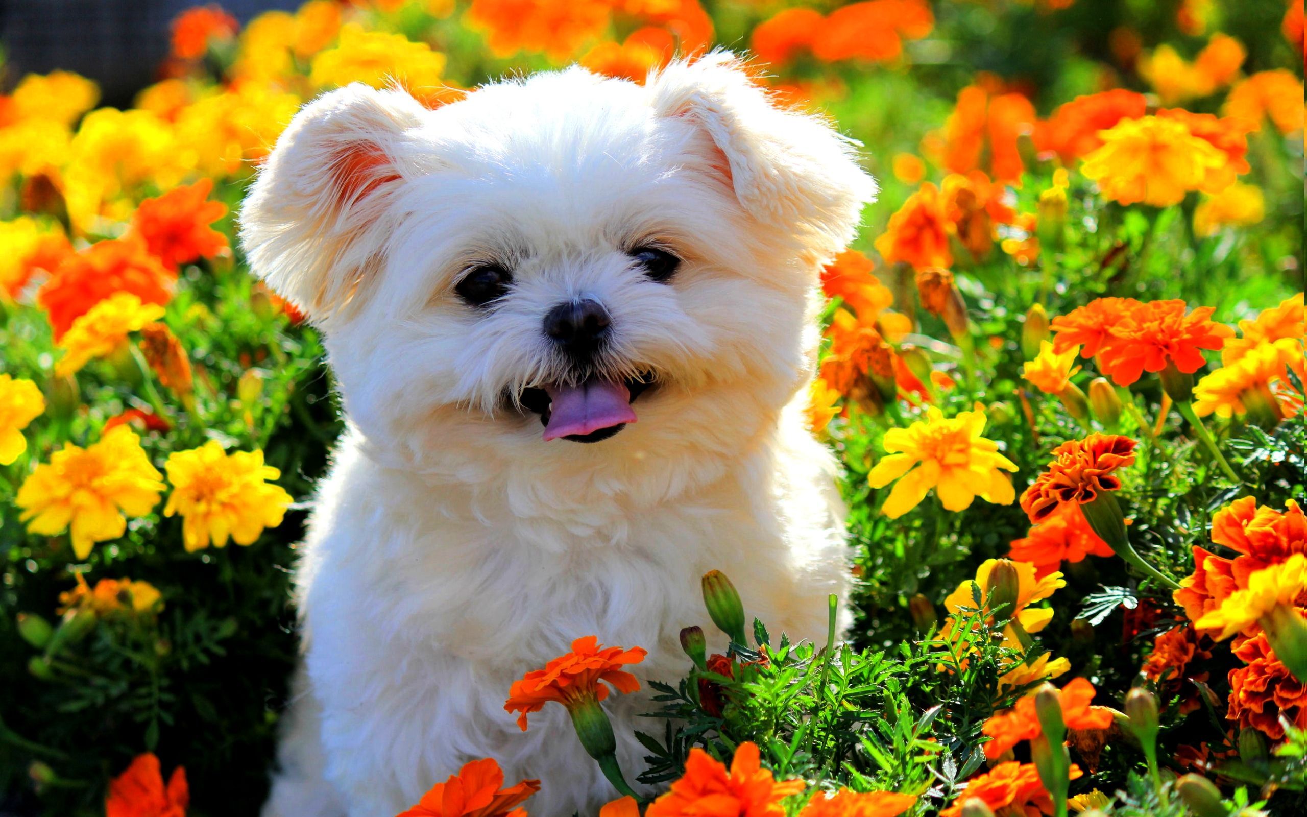 Flowers And Puppies Wallpapers On WallpaperDog Flowers And Puppies Wallpapers On WallpaperDog