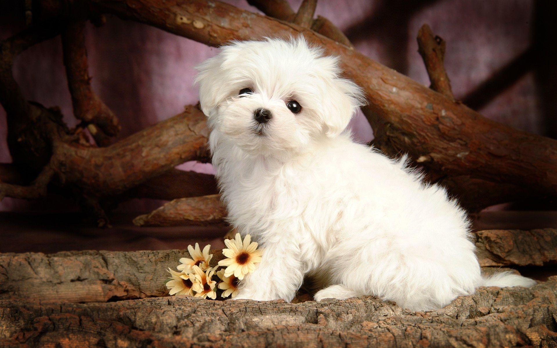 Flowers and Puppies Wallpapers on WallpaperDog