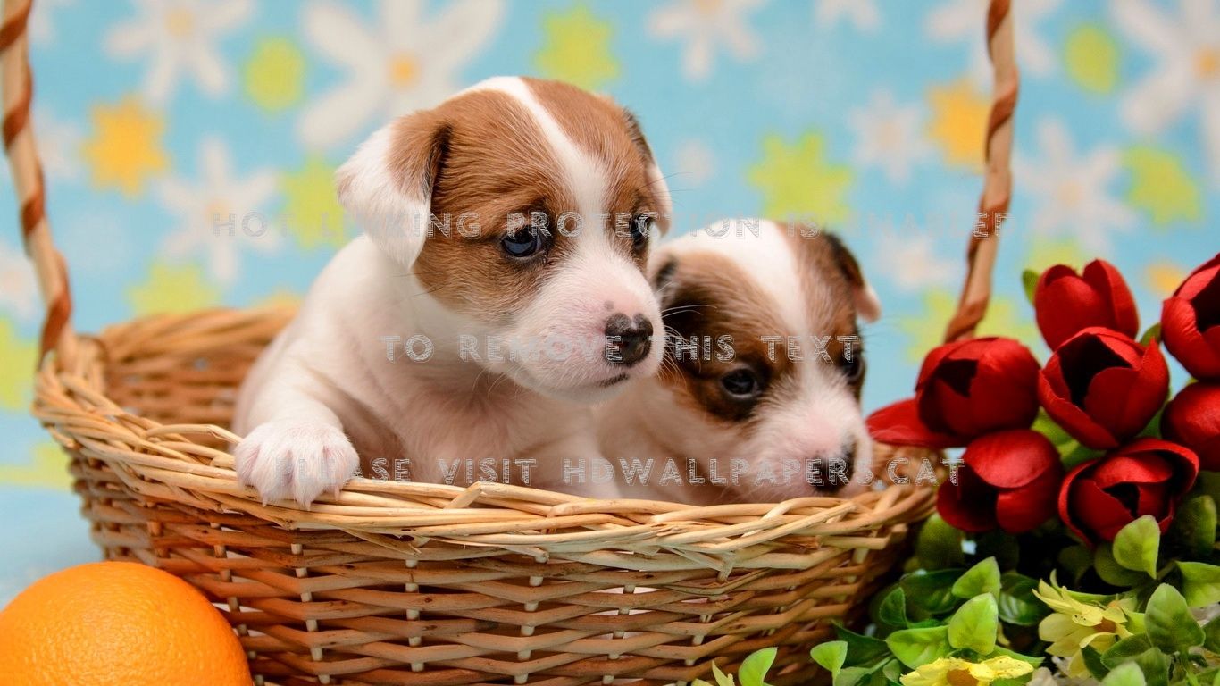 Flowers and Puppies Wallpapers on WallpaperDog