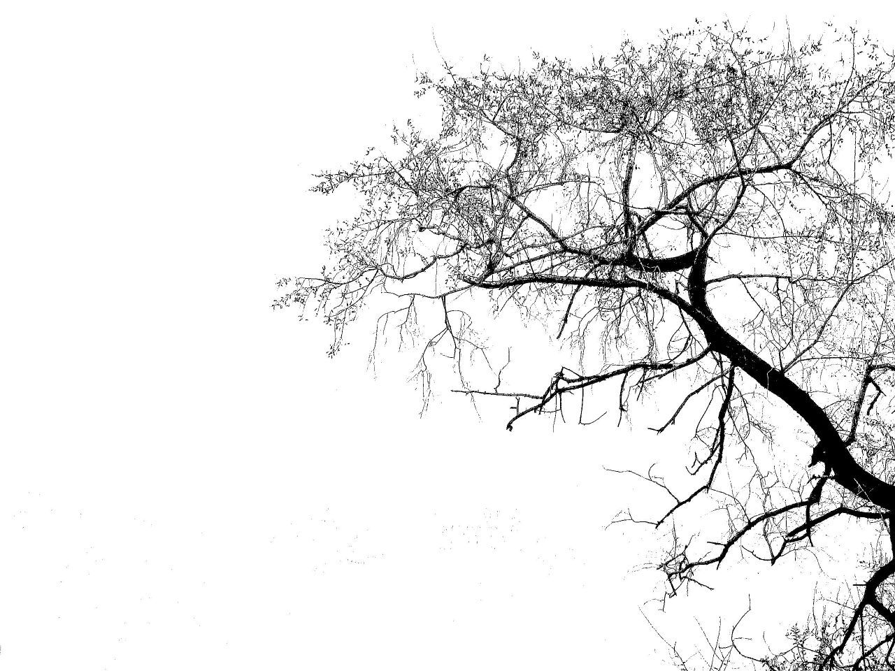 Black Trees HD Desktop Wallpapers on WallpaperDog