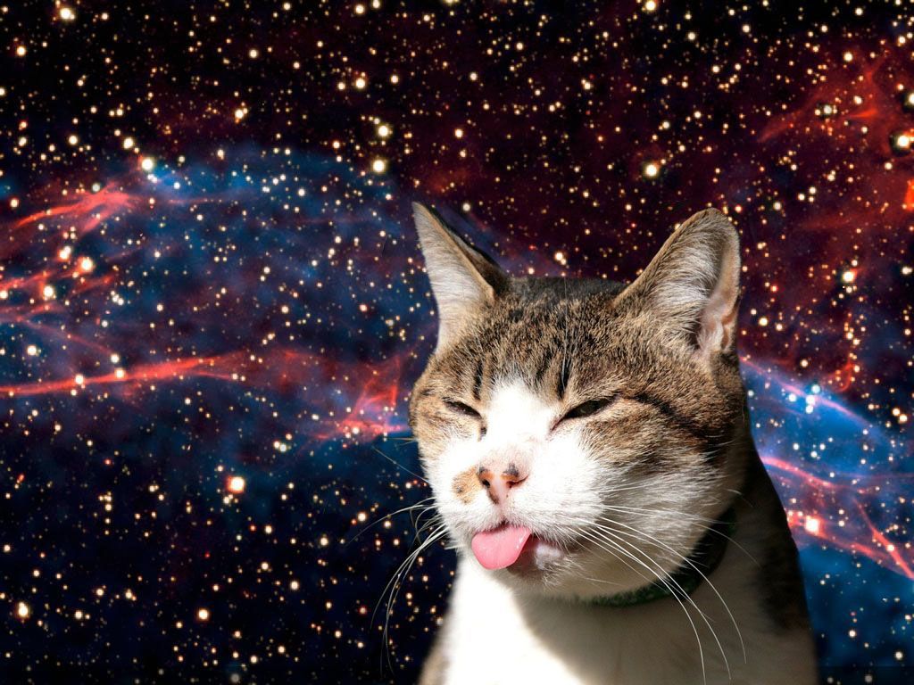 Funny Cats in Space Wallpapers on WallpaperDog