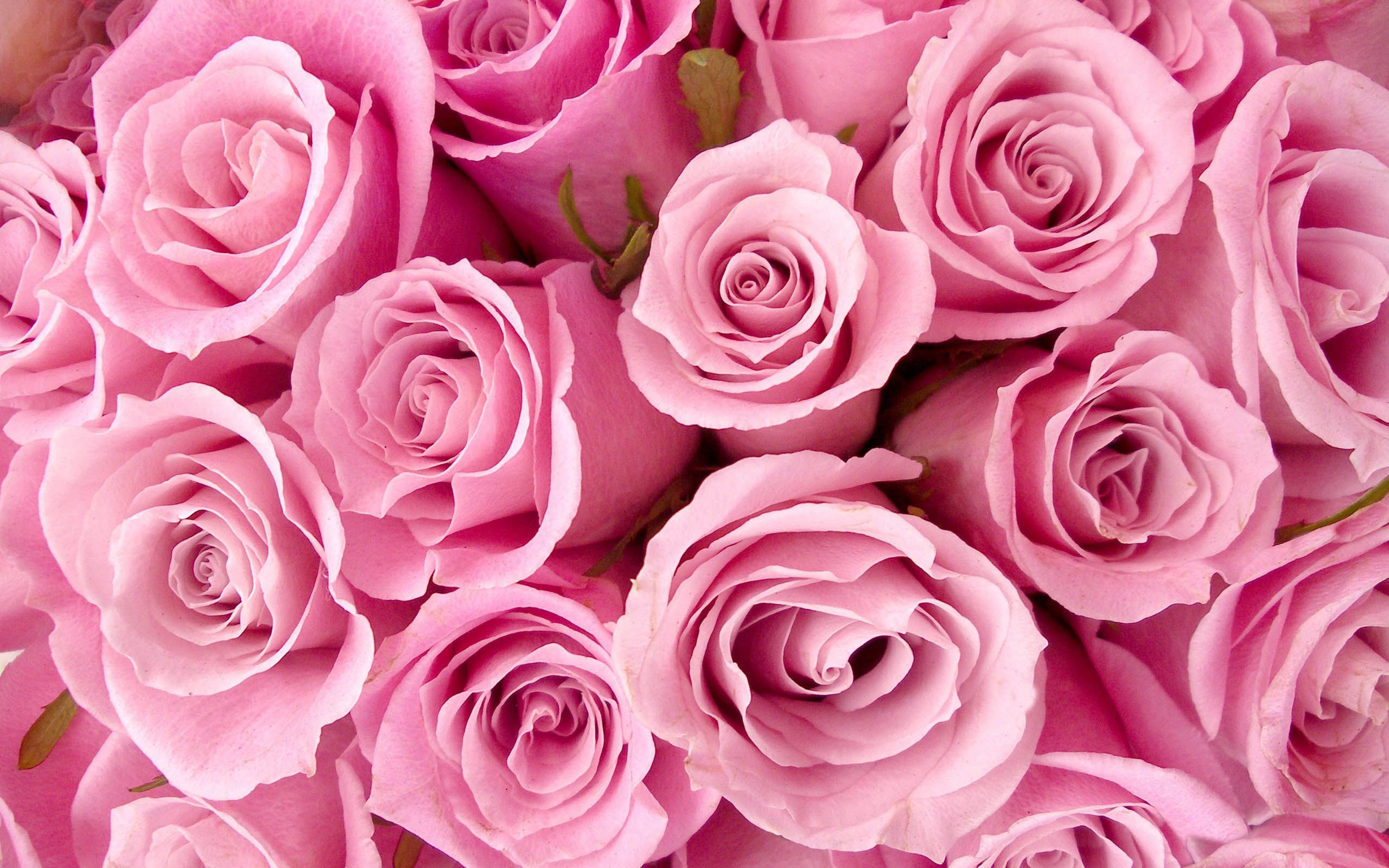 Light Pink Roses Wallpapers on WallpaperDog