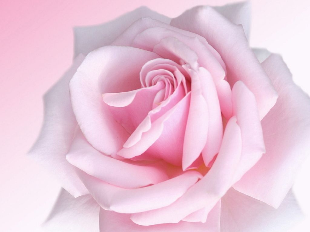 Page 5  light pink roses HD wallpapers  Pxfuel