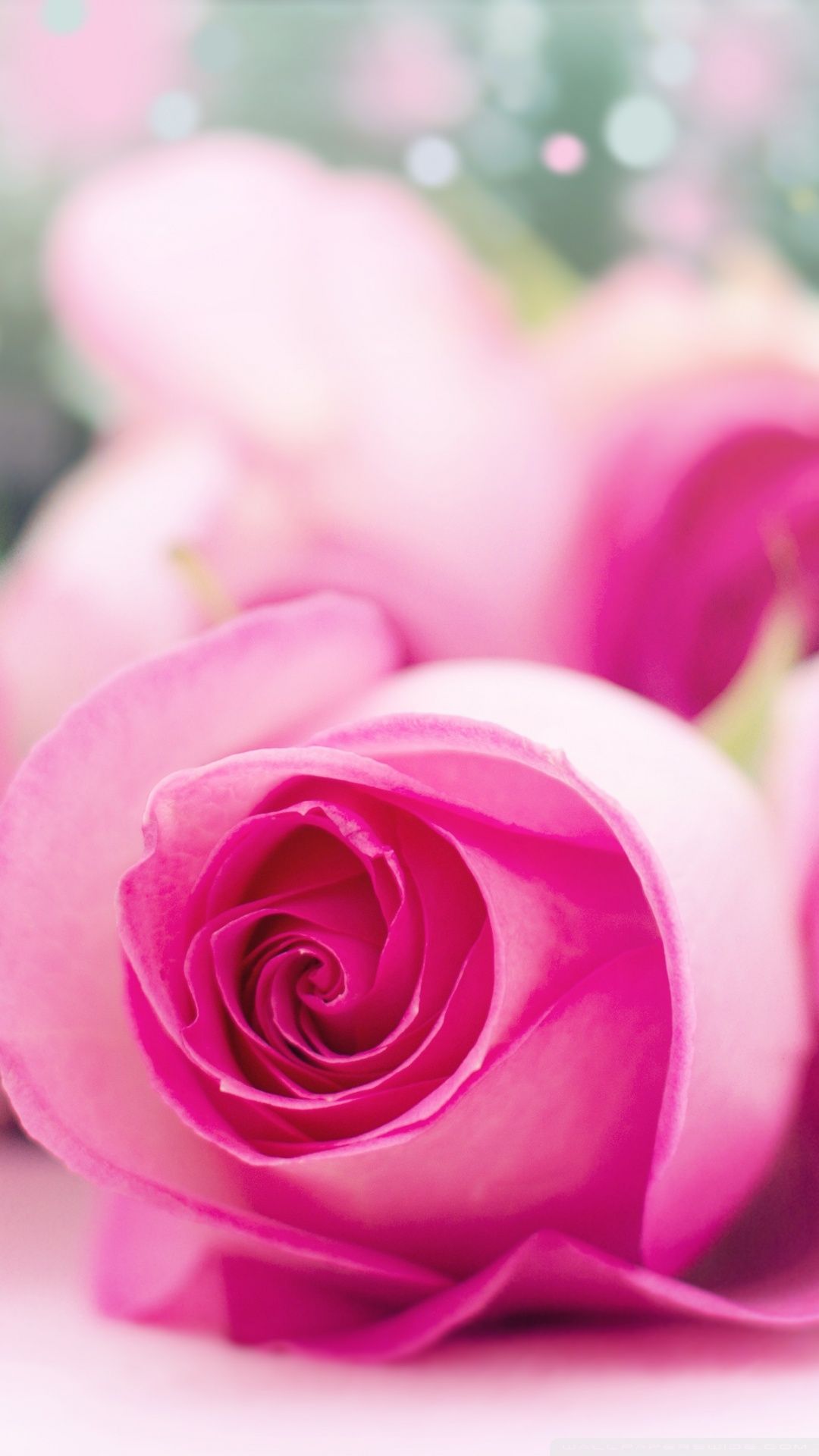 Light Pink Roses Wallpapers - Top Những Hình Ảnh Đẹp