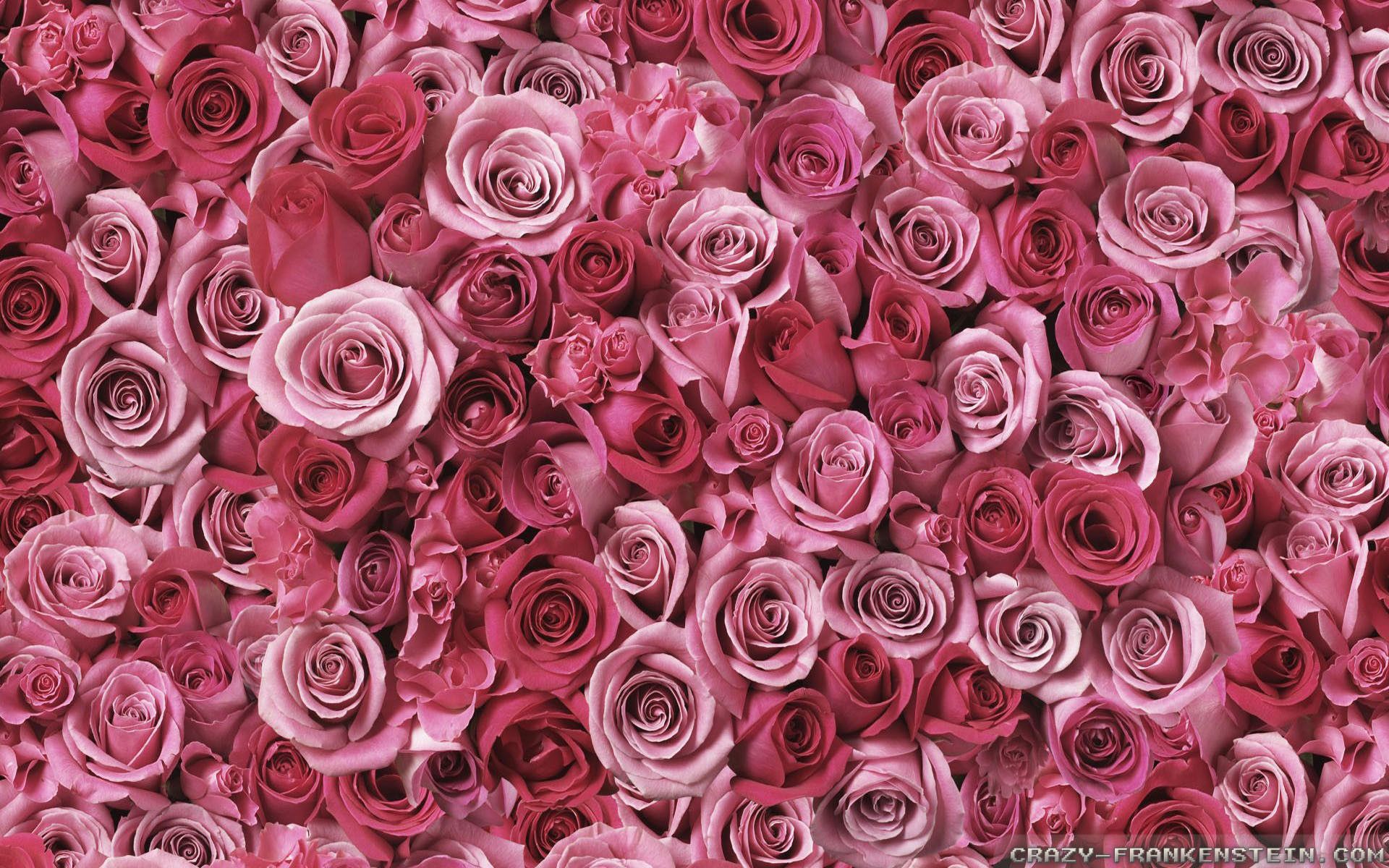 Light Pink Roses Wallpapers on WallpaperDog