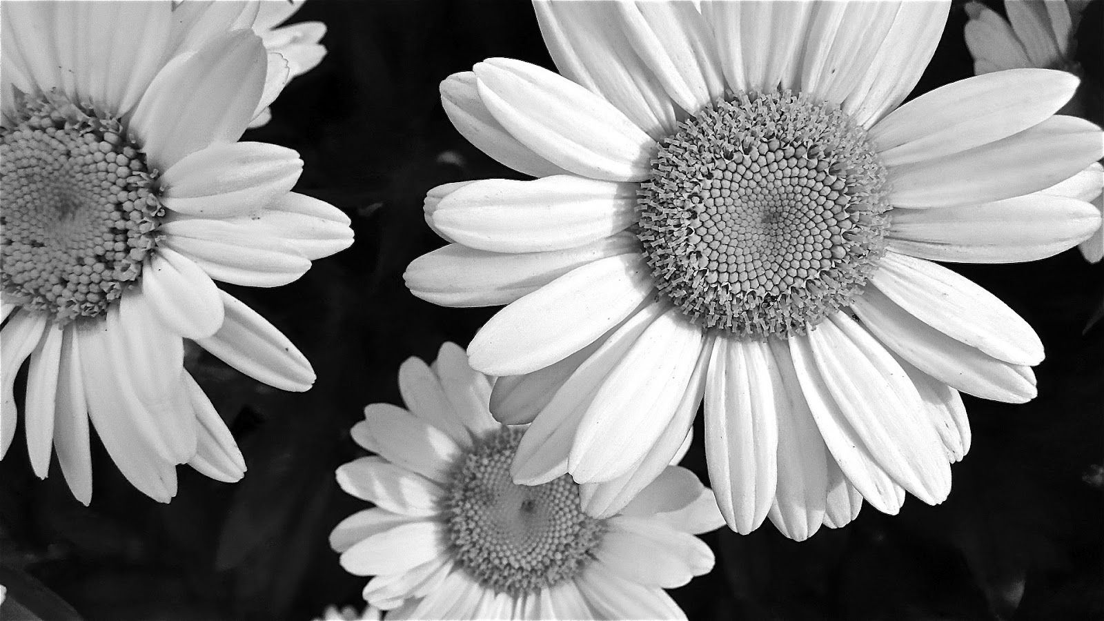 Featured image of post Iphone Black Daisy Wallpaper / This app features white and yellow daisy backgrounds to use on your phone or tablet.