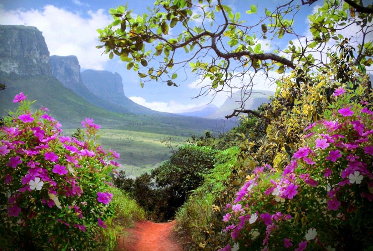 1193x803 Mountains: New Morning Flowers Fresh Mountains Nature Free Download