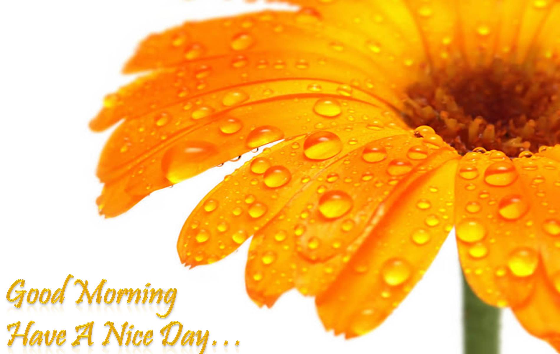 1900x1200 Good Morning 3d Wallpaper Free Download Free Download - Good Morning