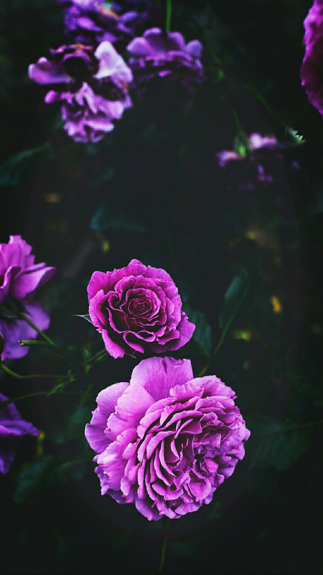 Top 24 Best Purple Flower iPhone Wallpapers Download