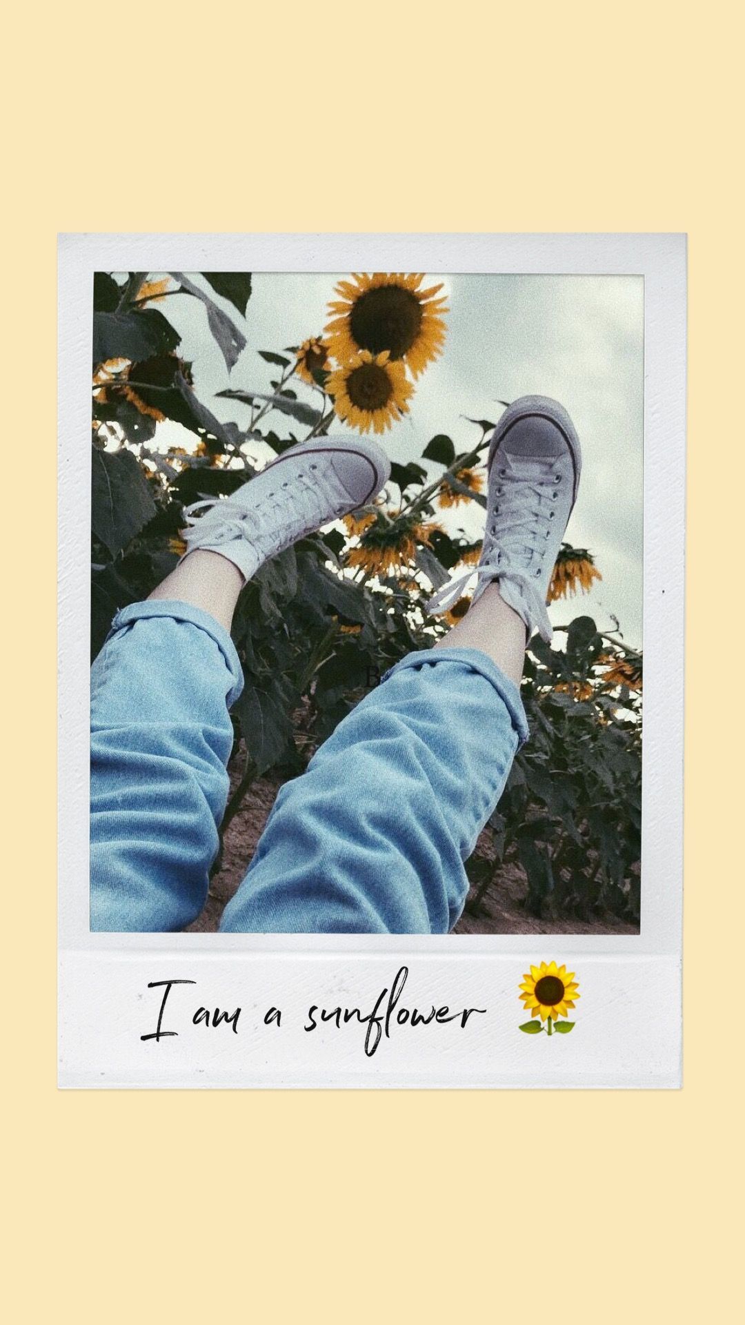 Sunflower Hello Sunshine Wallpapers on WallpaperDog