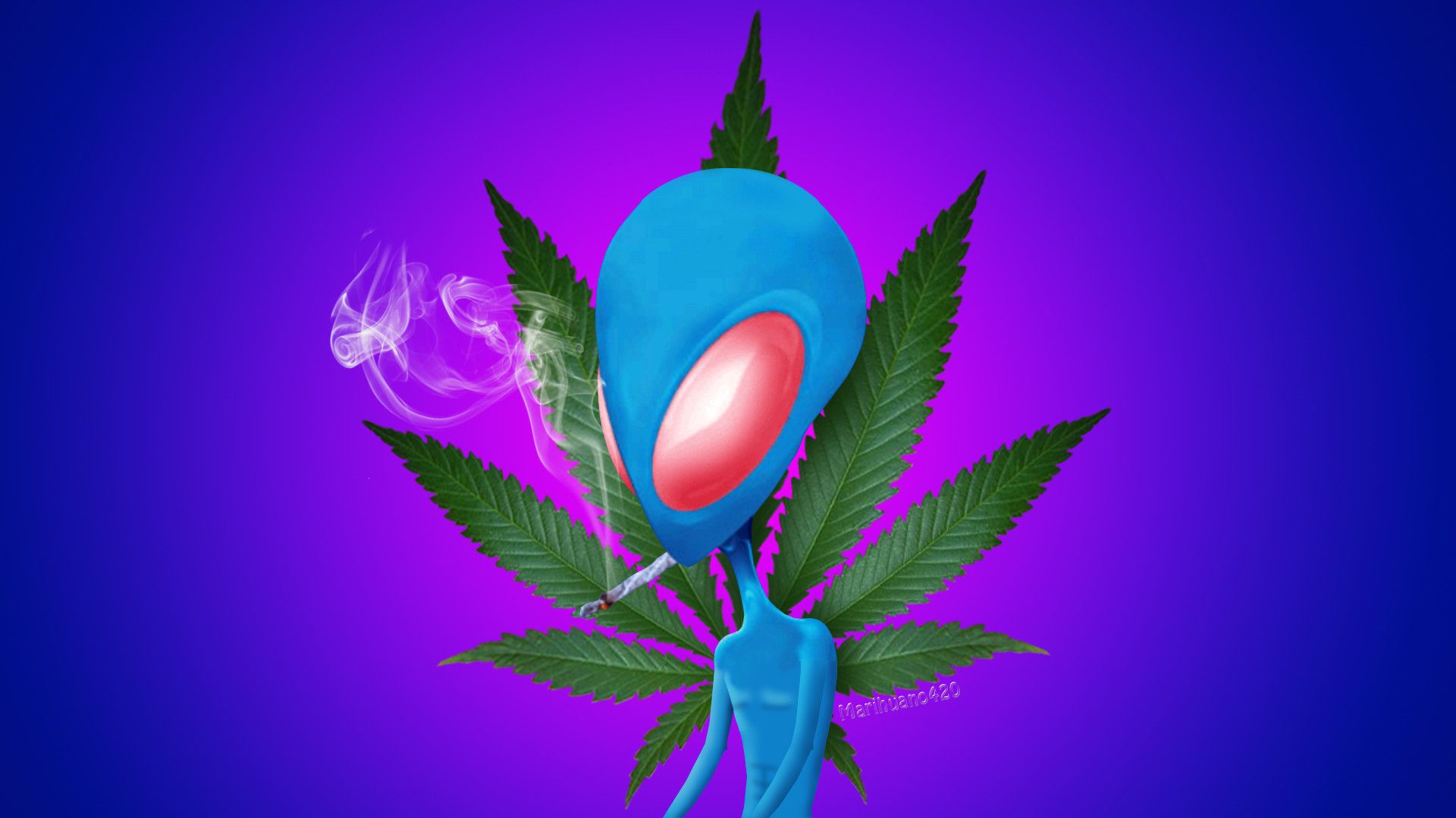 Cannabis with Purple Leaves Isolated on a Black Background Flowering  Marijuana with Vibrant Foliage and Bud Flower Stock Photo  Image of haze  medical 231930228