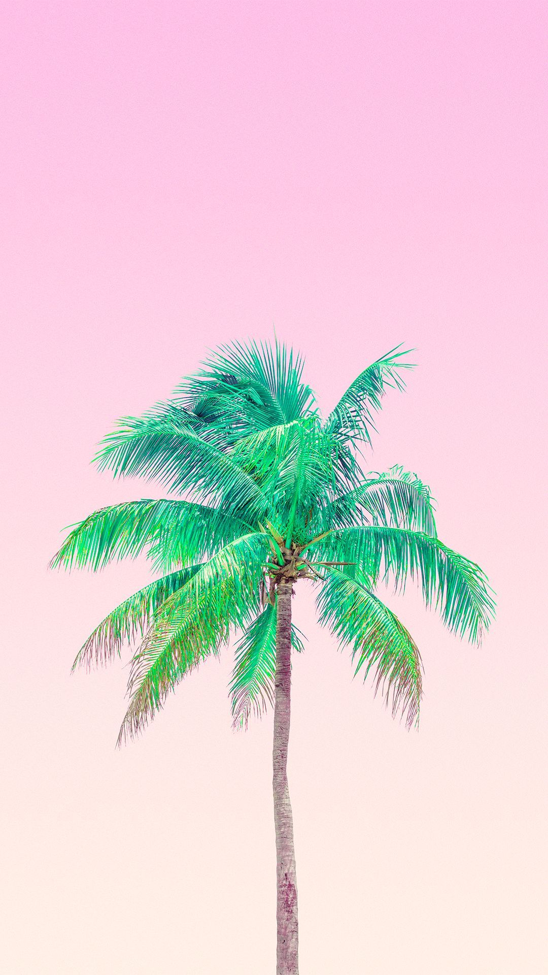 Cute Palm Tree Wallpapers on WallpaperDog