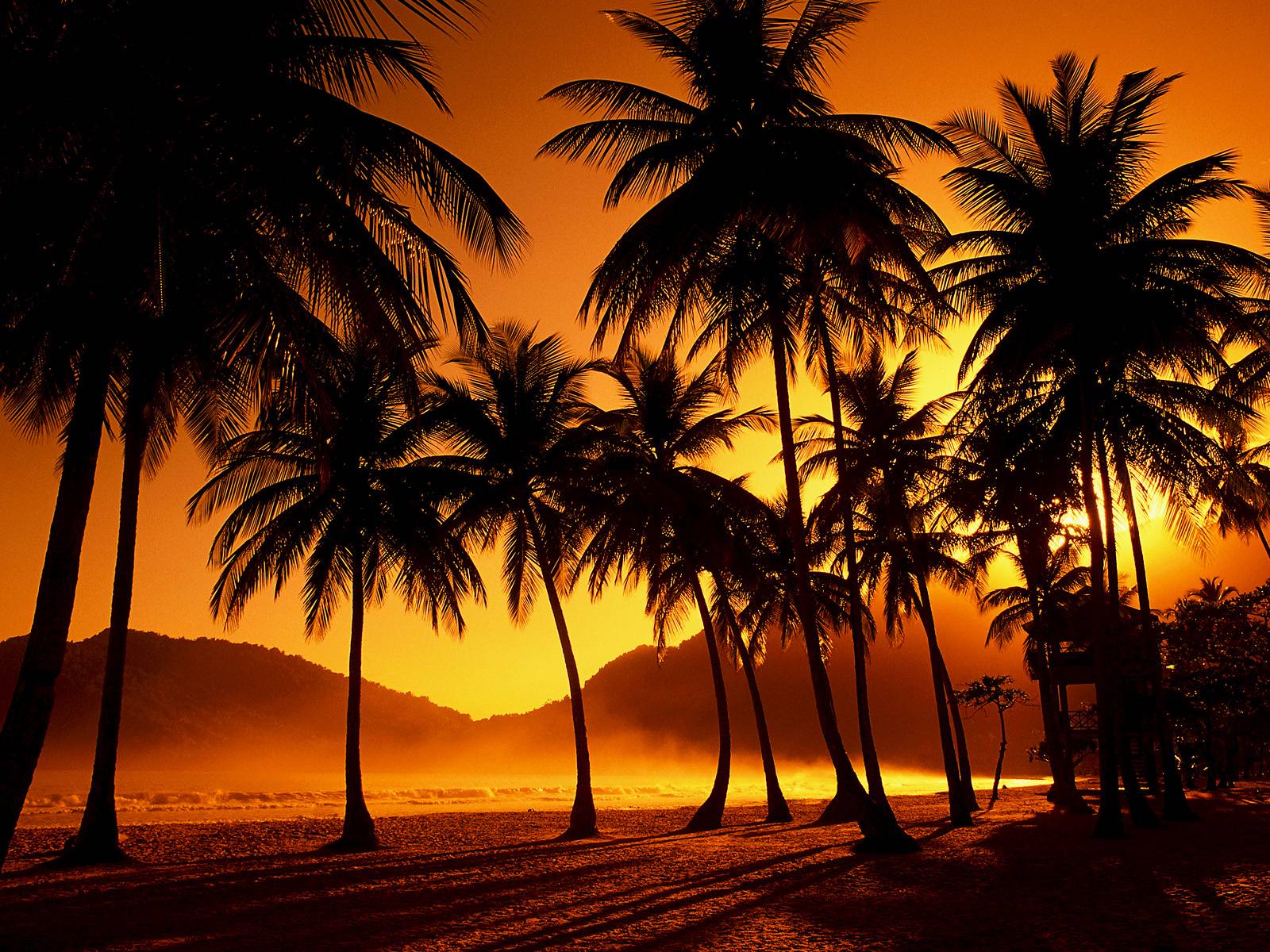 Palm Tree Sunset Wallpapers on WallpaperDog