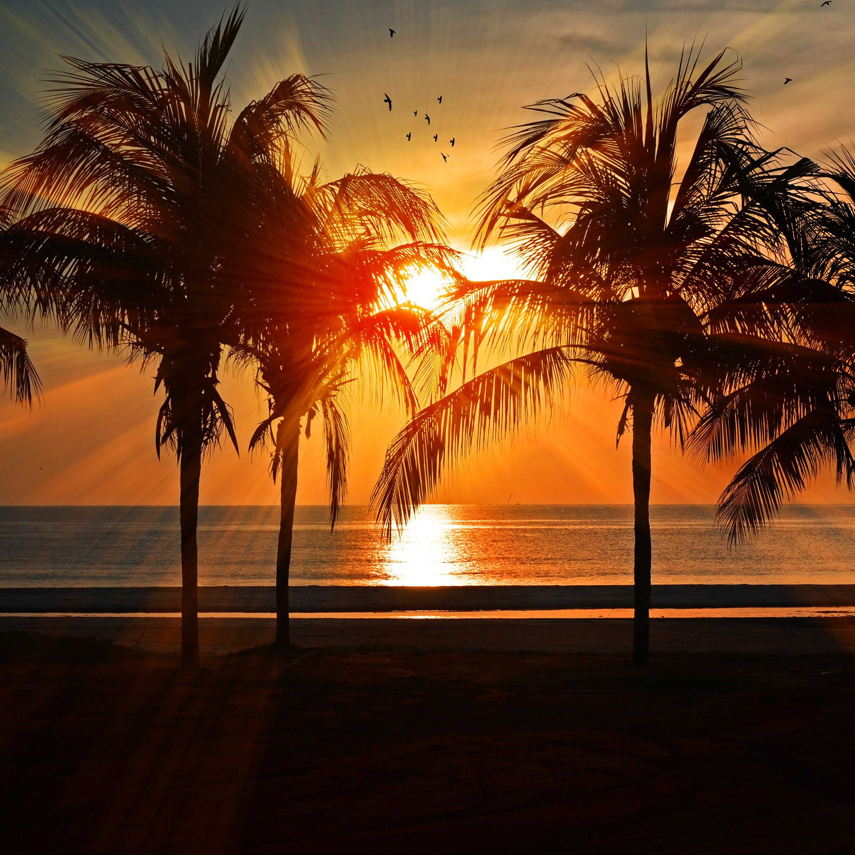 Palm Tree Sunset Wallpapers on WallpaperDog