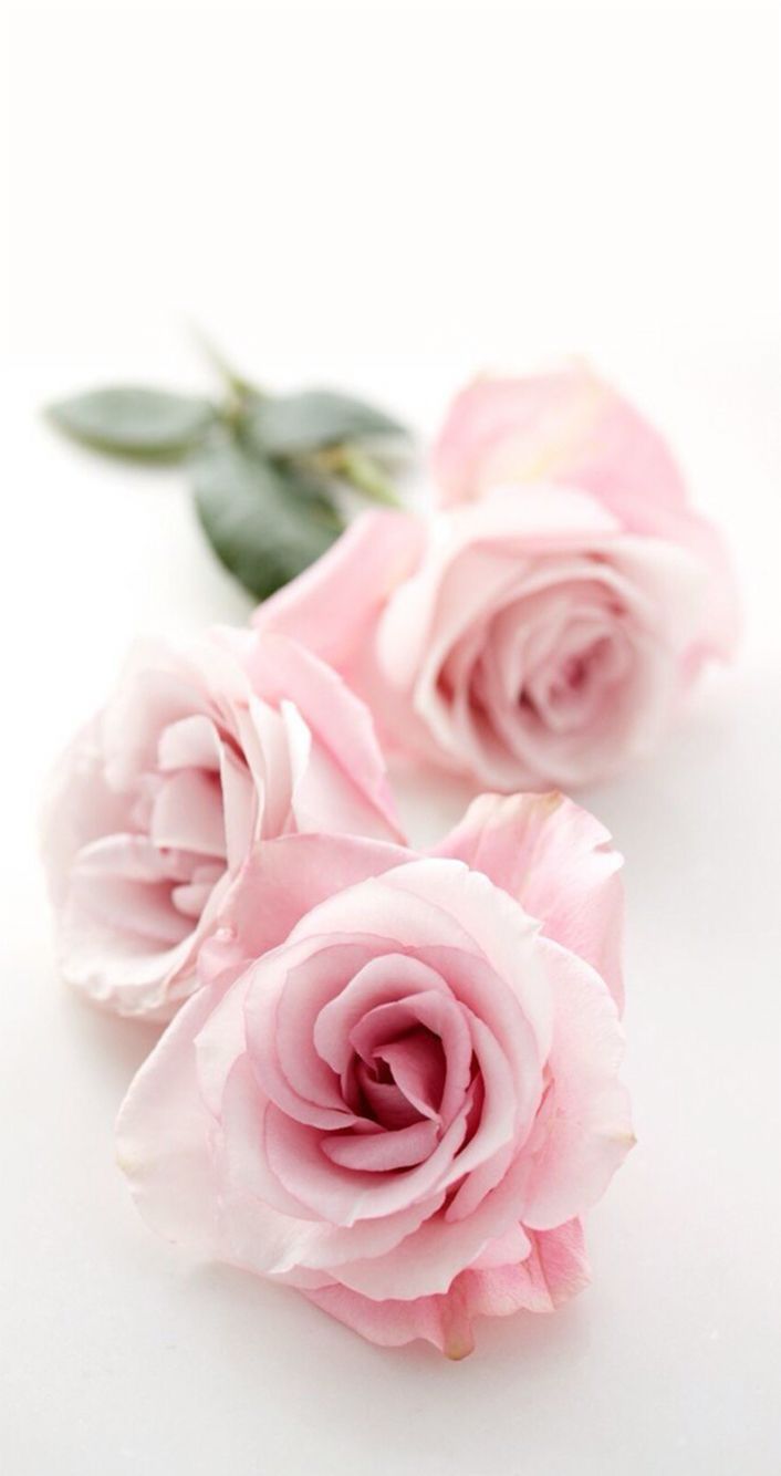 IPhone7 . rose flower gift red nature dark bw, Gray Flower HD phone  wallpaper | Pxfuel