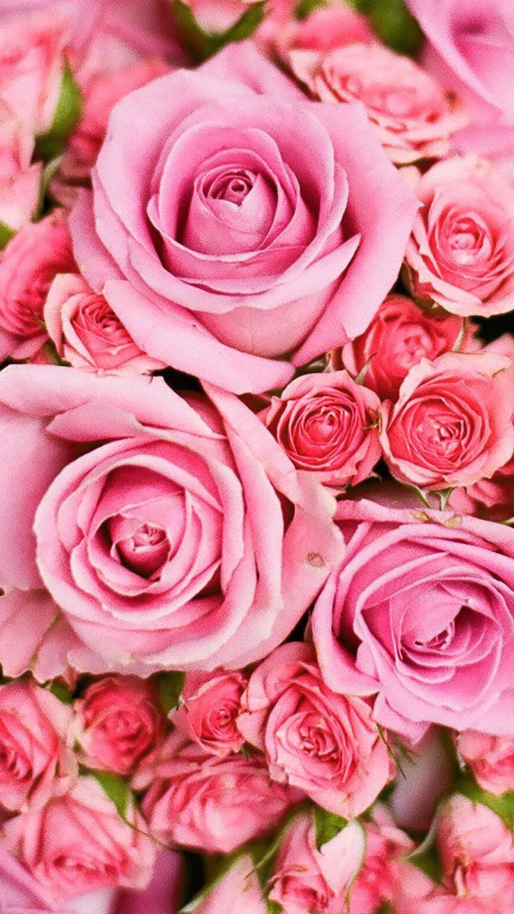 pink rose flower iPhone Wallpapers Free Download