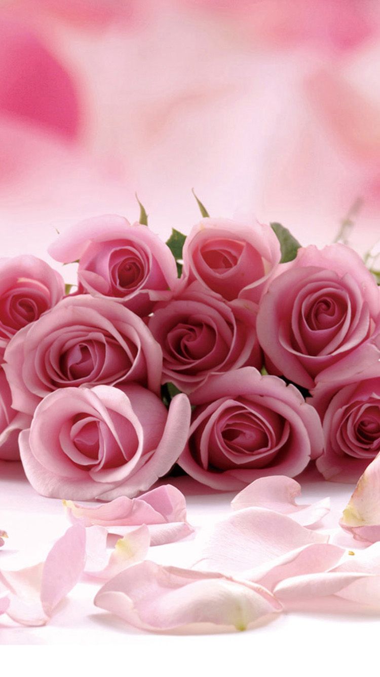 25 Beautiful Roses Wallpaper Backgrounds For iPhone