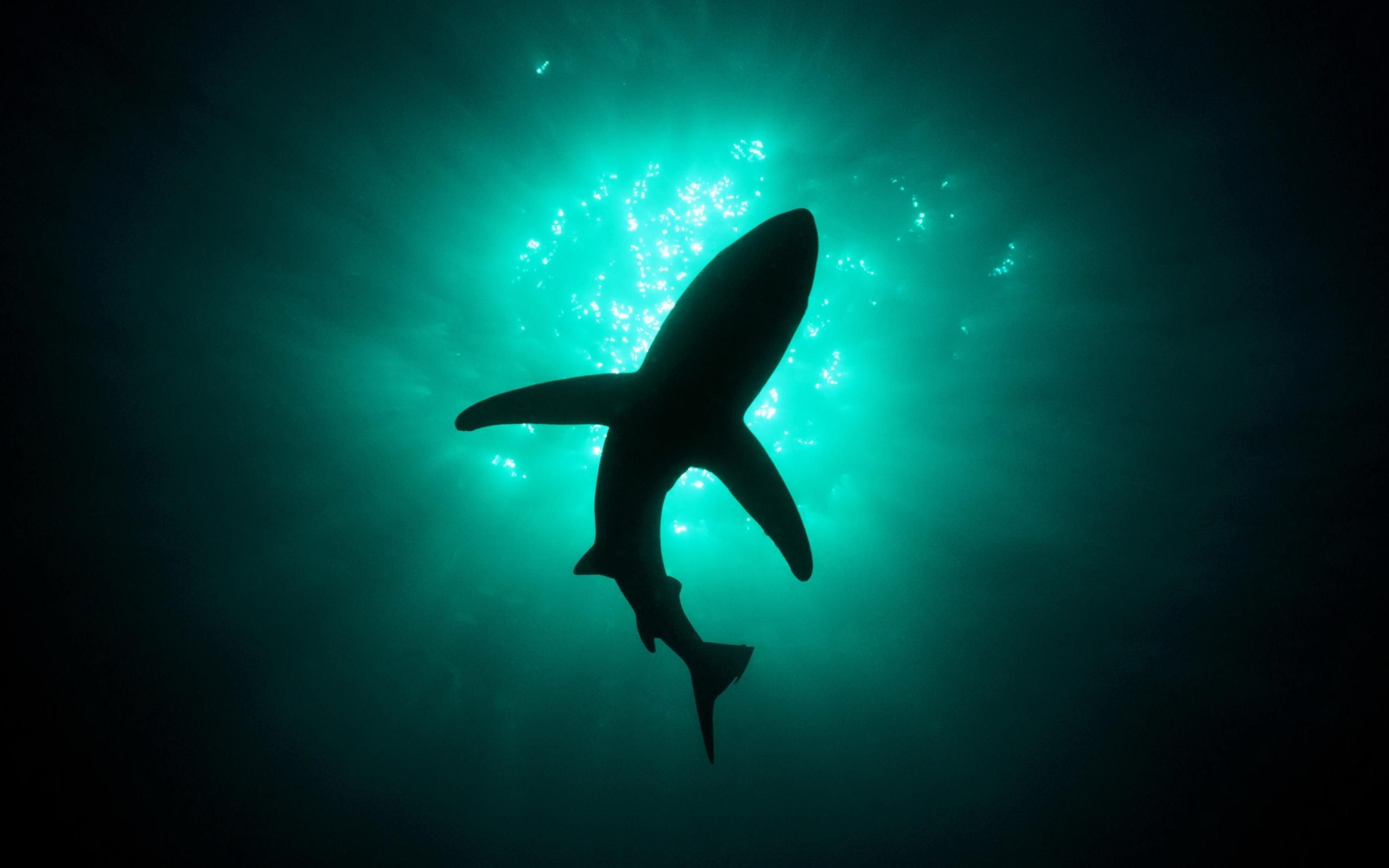 Shark blue fish ocean sea under ocean water HD phone wallpaper   Peakpx