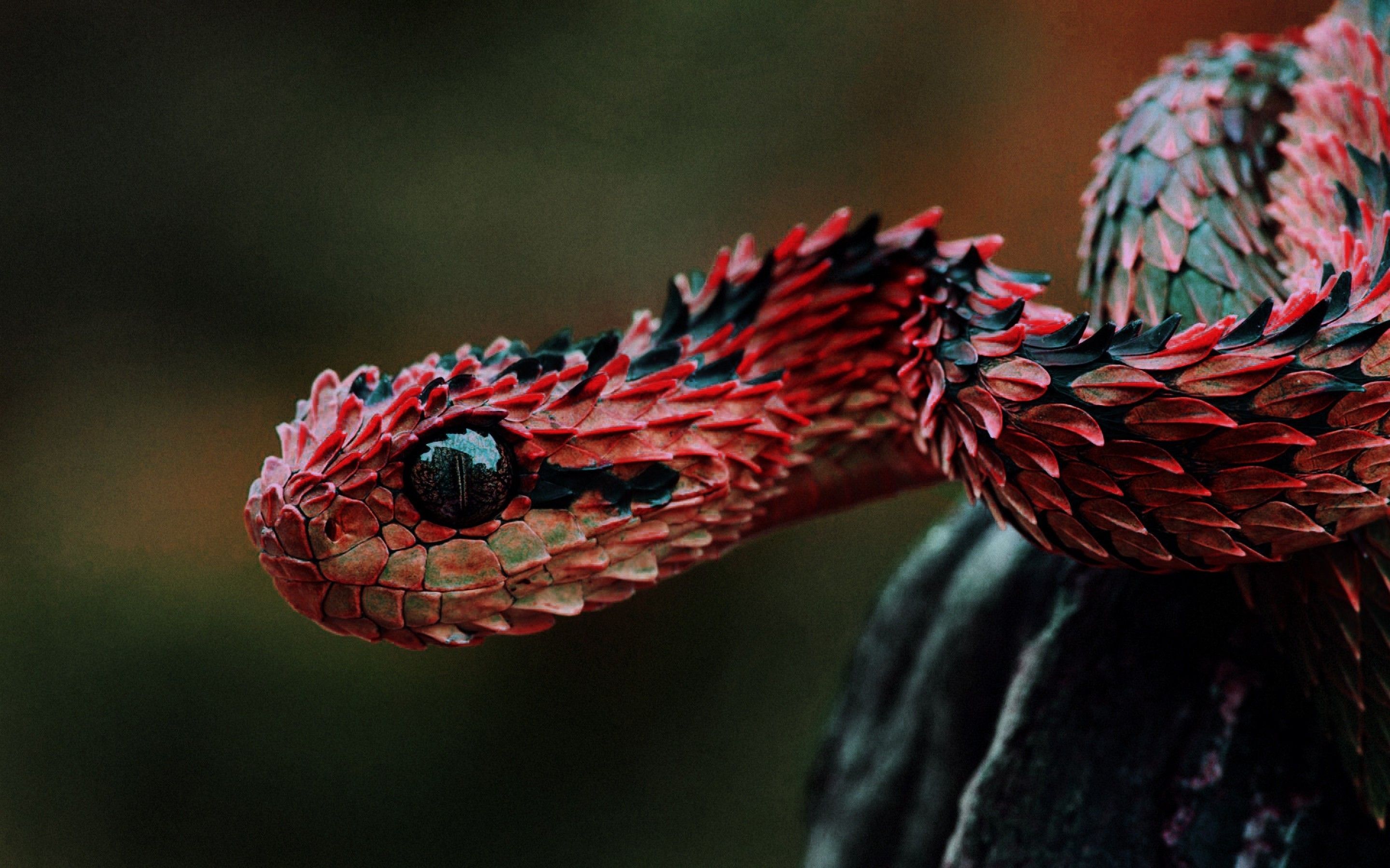 Handmade Custom Small Animal Cuddles the Snake Blank Greeting Card –  Wyldeye Creative