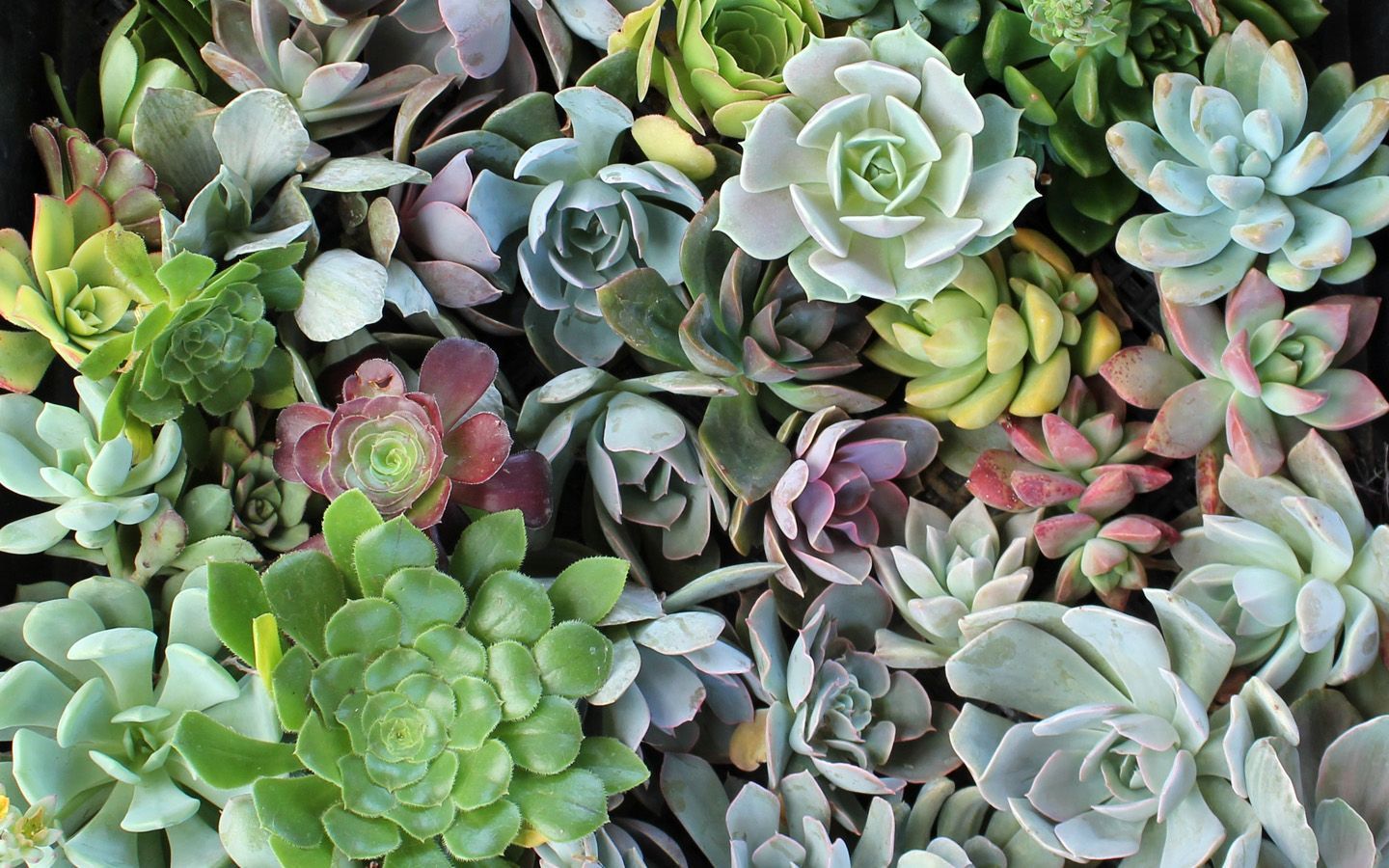 Featured image of post Green Succulent Aesthetic Wallpaper