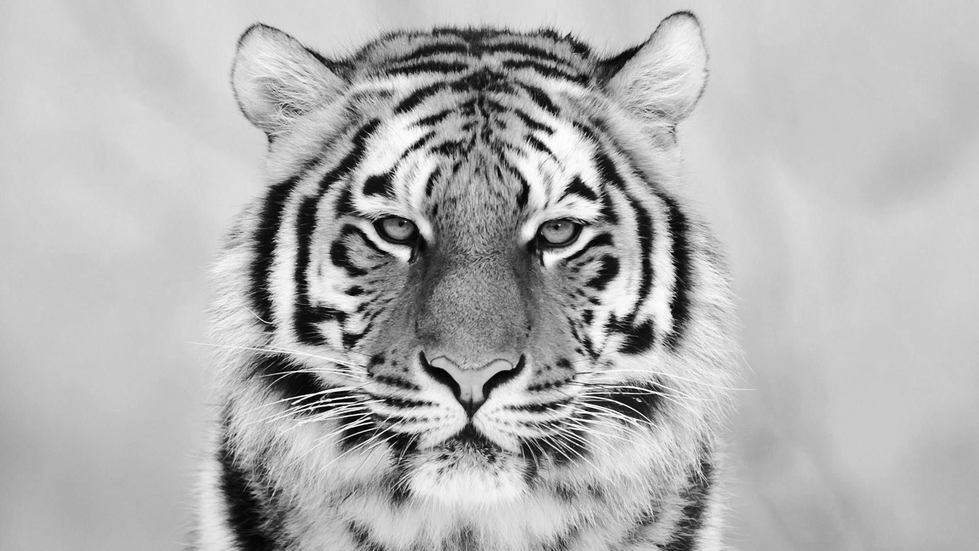 White Tiger Desktop Wallpapers on WallpaperDog
