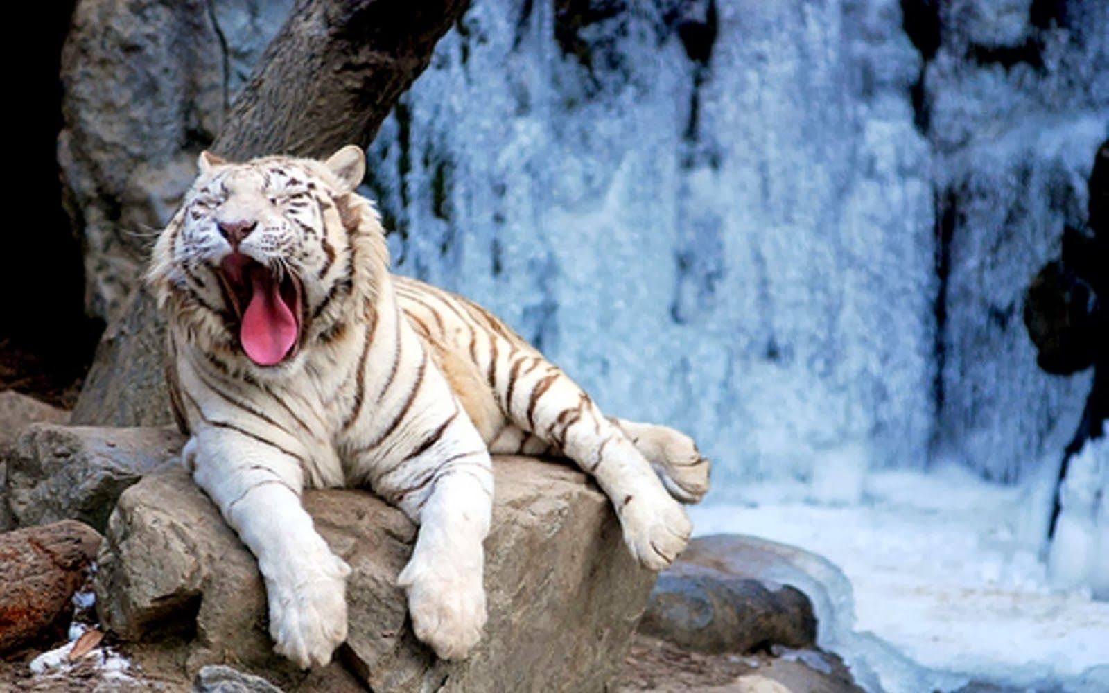 white tiger wallpaper desktop