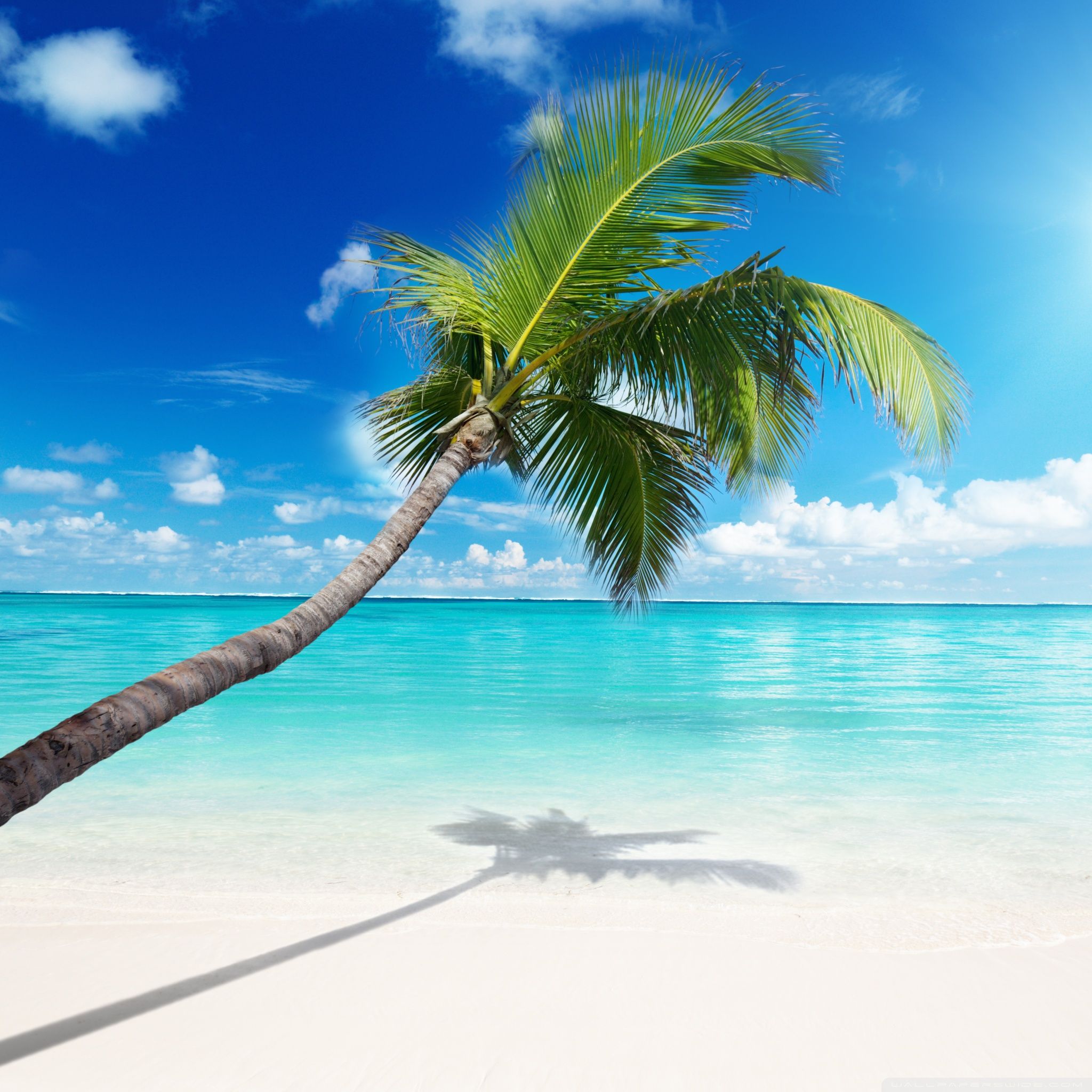 Palm Tree Beach Wallpapers on WallpaperDog