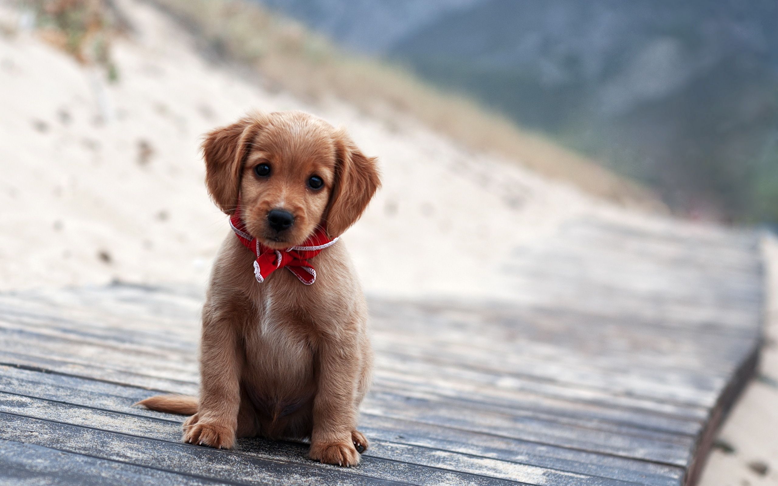 Cute Winter Puppy Wallpapers on
