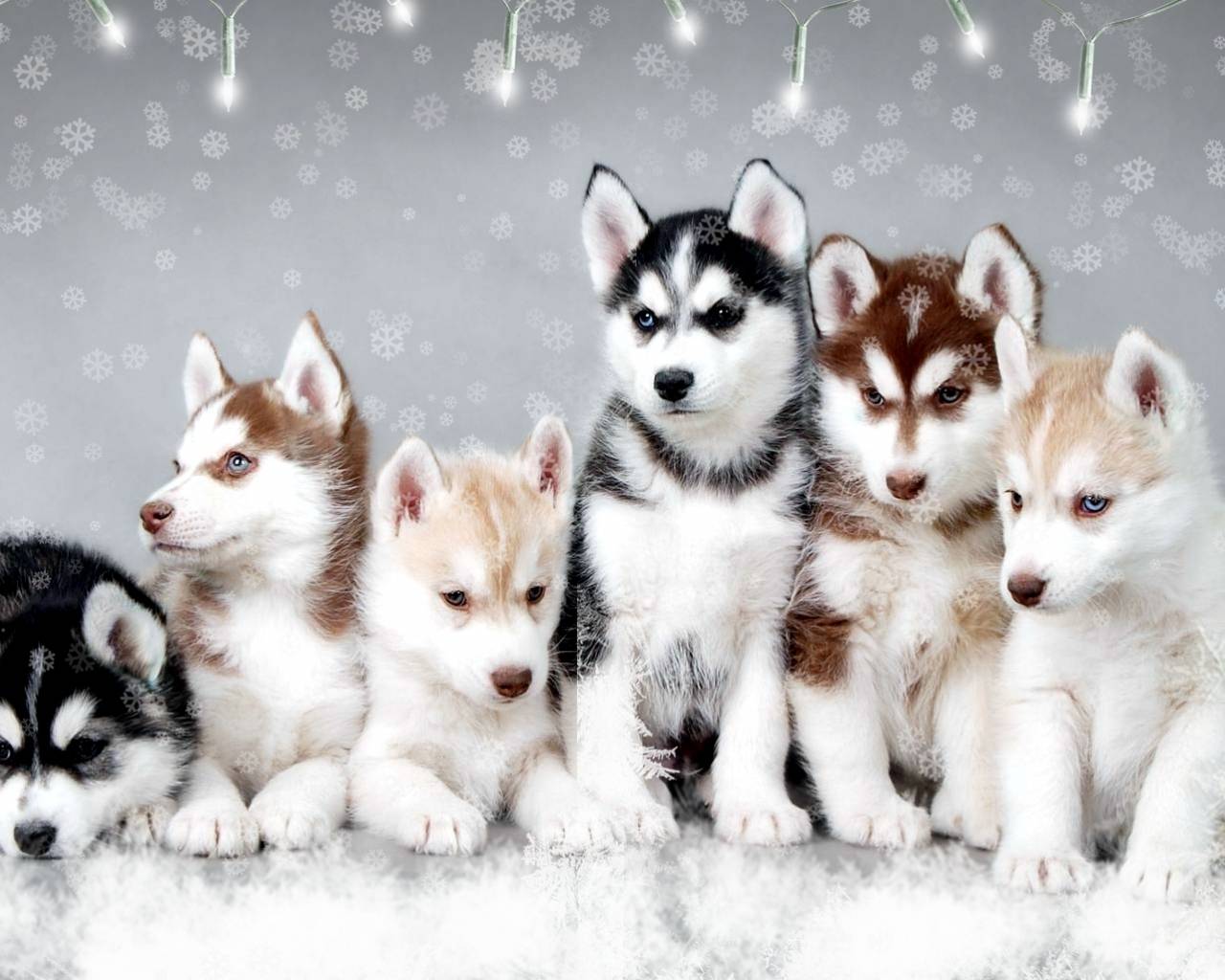 Cute Winter Puppy Wallpapers on WallpaperDog