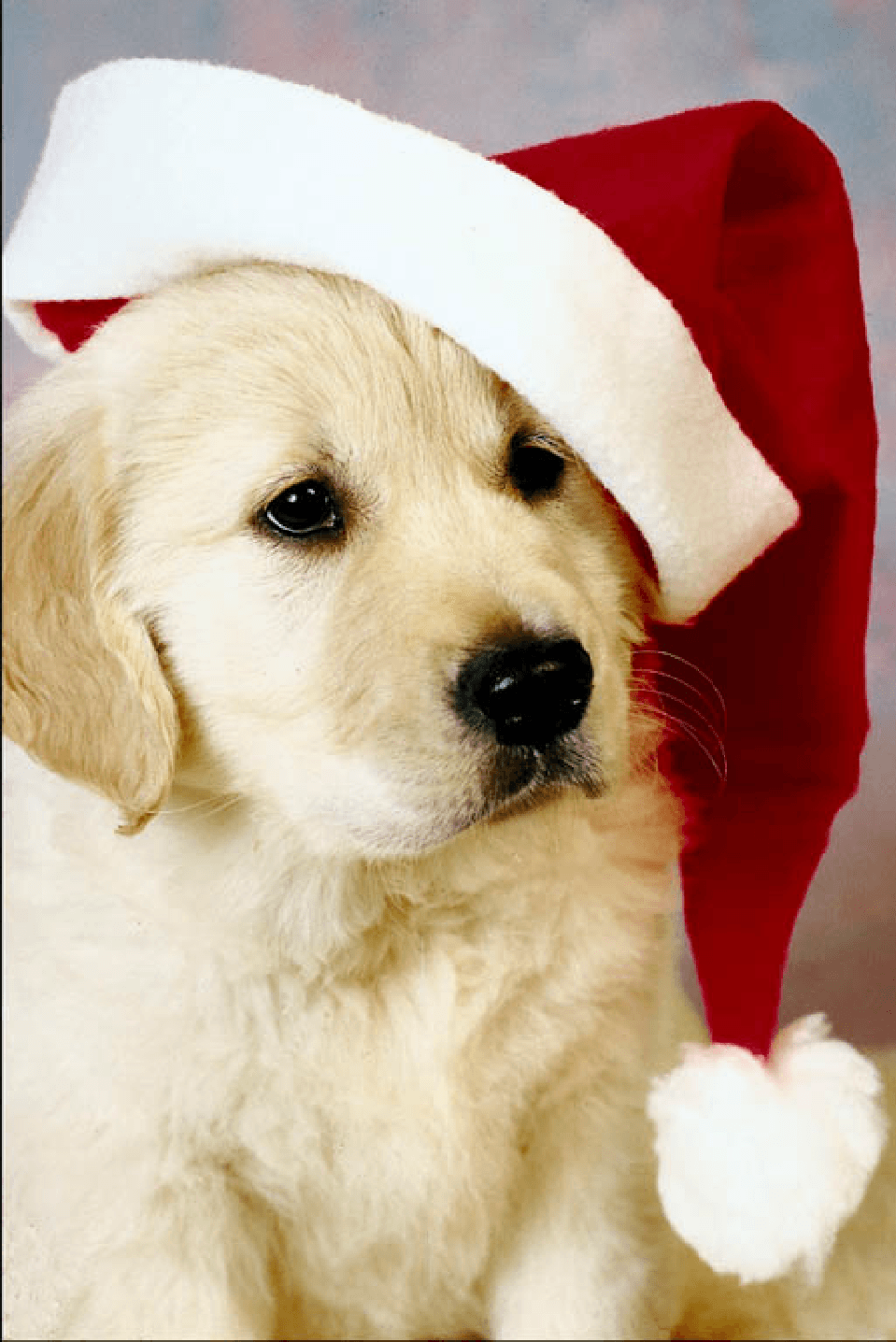 Cute Christmas Puppy Wallpapers on WallpaperDog