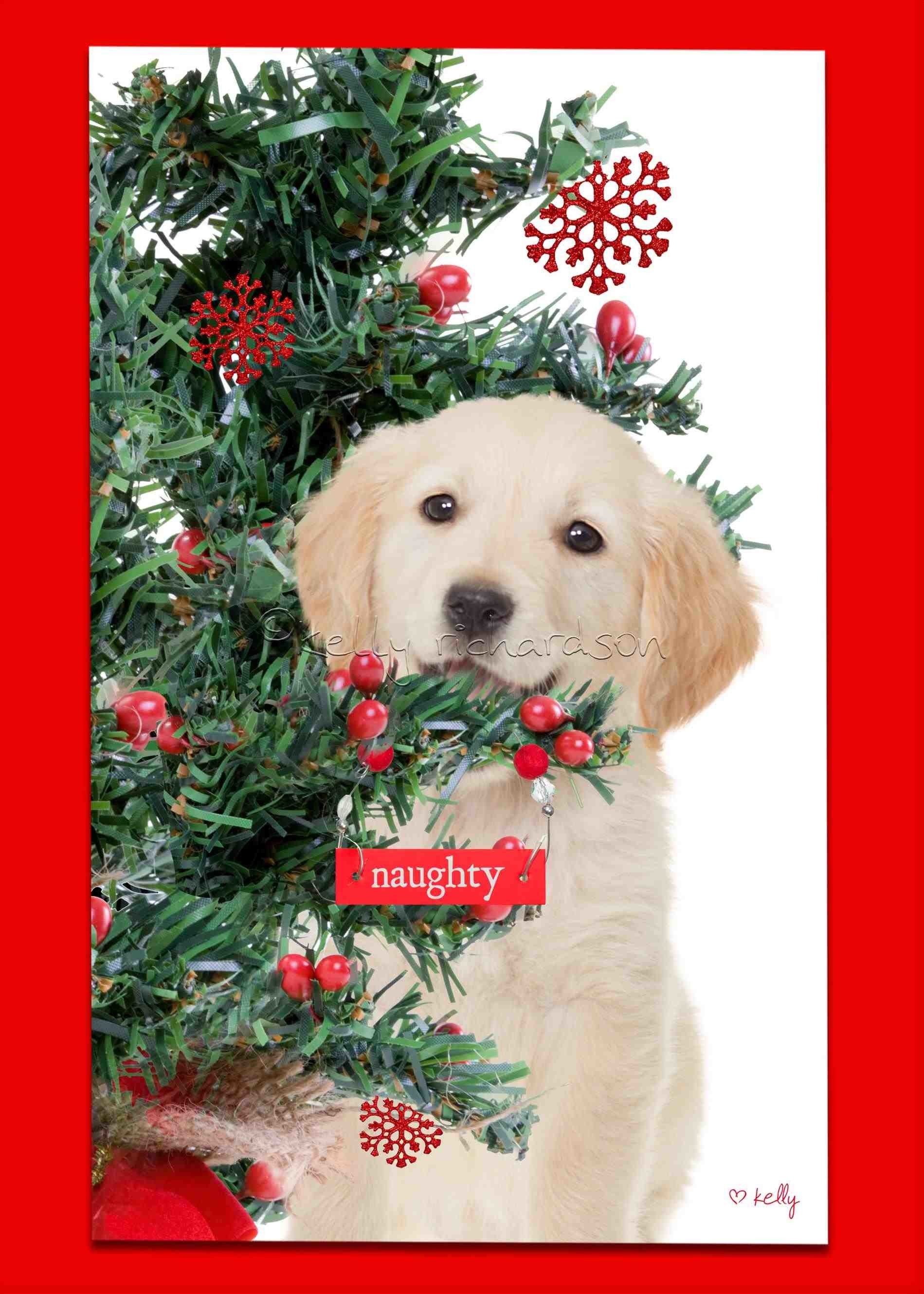 Dog Santa Hat Christmas 4K Ultra HD Mobile Wallpaper