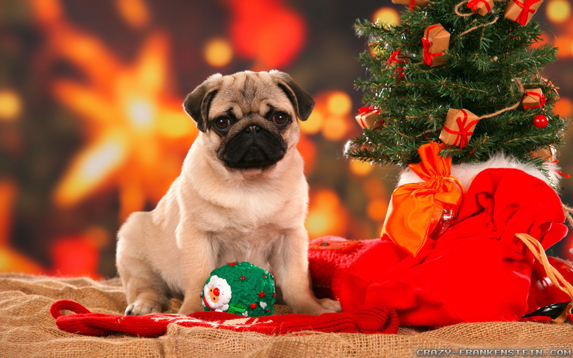 Christmas Puppy Wallpaper 48 images