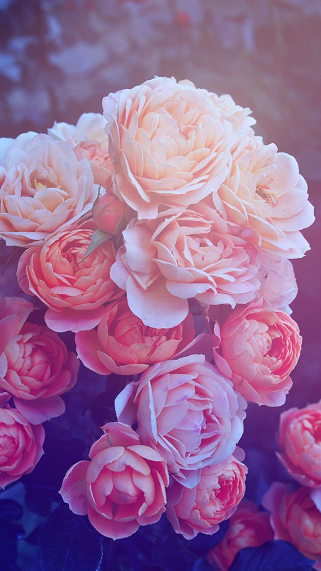Pink Rose Ombre Wallpapers on WallpaperDog