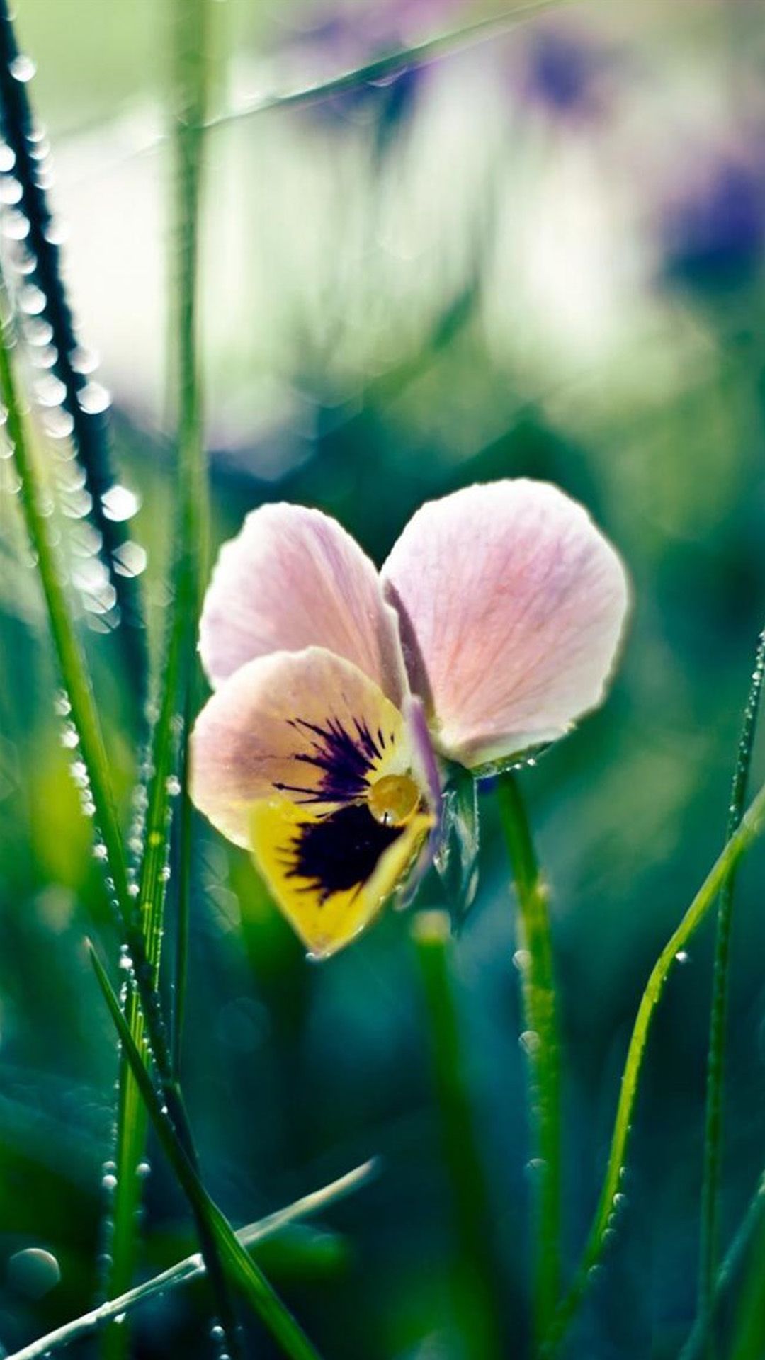 Spring Crocus Flowers Wallpaper  iPhone Android  Desktop Backgrounds