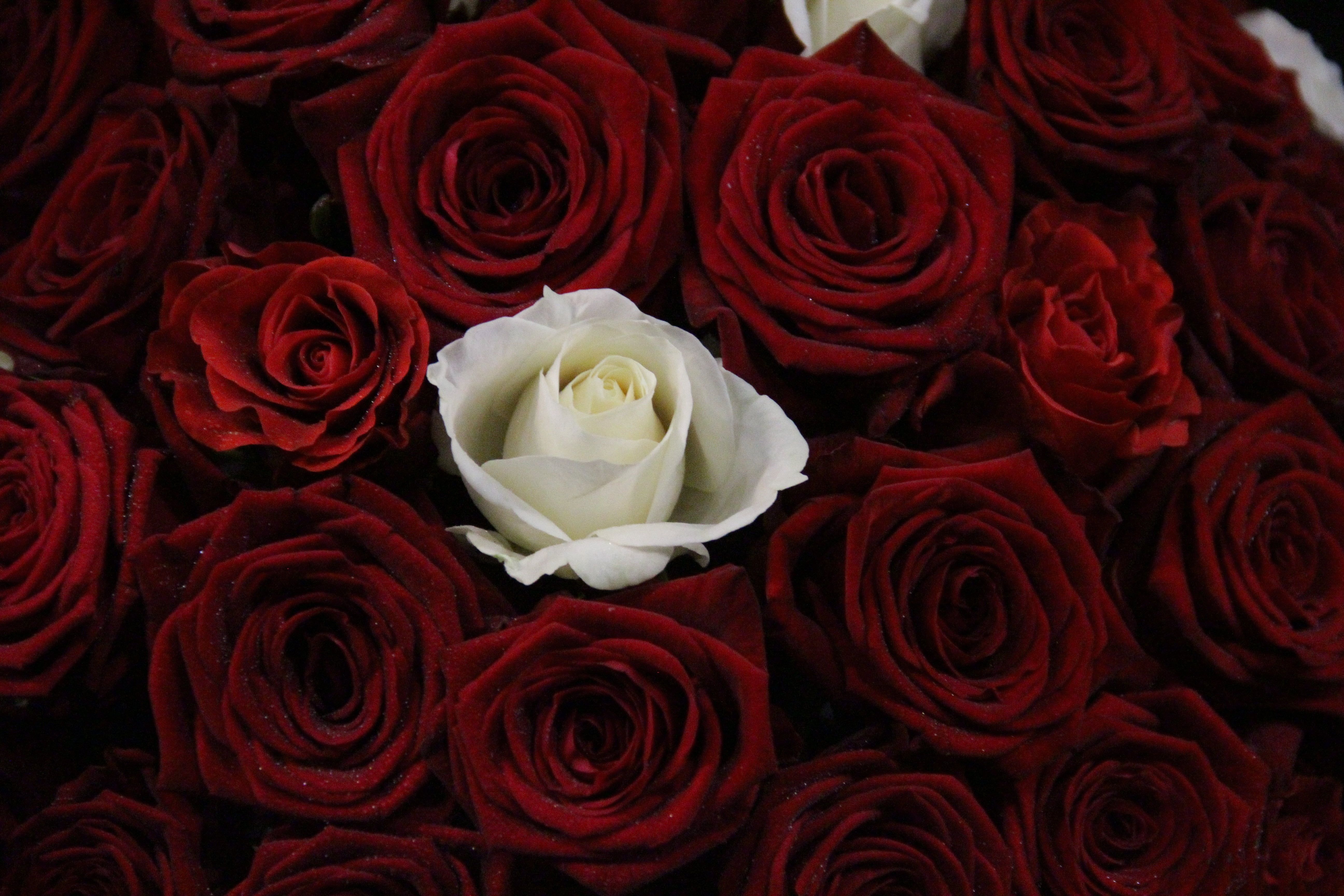 Red and White Roses Wallpapers on WallpaperDog